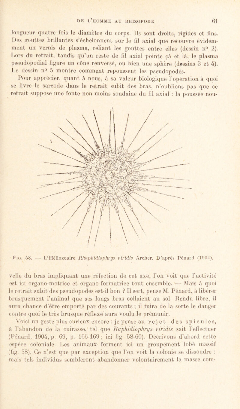 longueur quatre fois le diamètre du corps. Ils sont droits, rigides et fins. Des gouttes brillantes s’échelonnent sur le fil axial que recouvre évidem- ment un vernis de plasma, reliant les gouttes entre elles (dessin n° 2). Lors du retrait, tandis qu’un reste de fil axial pointe çà et là, le plasma pseudopodial figure un cône renversé, ou bien une sphère (dessins 3 et 4). Le dessin n° 5 montre comment repoussent les pseudopodes. Pour apprécier, quant à nous, à sa valeur biologique l’opération à quoi se livre le sarcode dans le retrait subit des bras, n’oublions pas que ce retrait suppose une fonte non moins soudaine du fil axial : la poussée nou- Fig. 58. — L’Héliozoaire Rhaphidiophrys uiridis Archer. D'après Pénard (1904). velle du bras impliquant une réfection de cet axe, l’on voit que l’activité est ici organo-motrice et organo-formatrice tout ensemble. *—■ Mais à quoi le retrait subit des pseudopodes est-il bon ? Il sert, pense M. Pénard, à libérer brusquement l’animal que ses longs bras collaient au sol. Rendu libre, il aura chance d’être emporté par des courants ; il fuira de la sorte le danger contre quoi le très brusque réflexe aura voulu le prémunir. Voici un geste plus curieux encore : je pense au rejet des spiculés, à l’abandon de la cuirasse, tel que Raphidiophrys viridis sait l’effectuer (Pénard, 1904, p. 69, p. 166-169 ; ici fig. 58-60). Décrivons d’abord cette espèce coloniale. Les animaux- forment ici un groupement lobé massif (fig. 58). Ce n’est que par exception que l’on voit la colonie se dissoudre : mais tels individus sembleront abandonner volontairement la masse com-