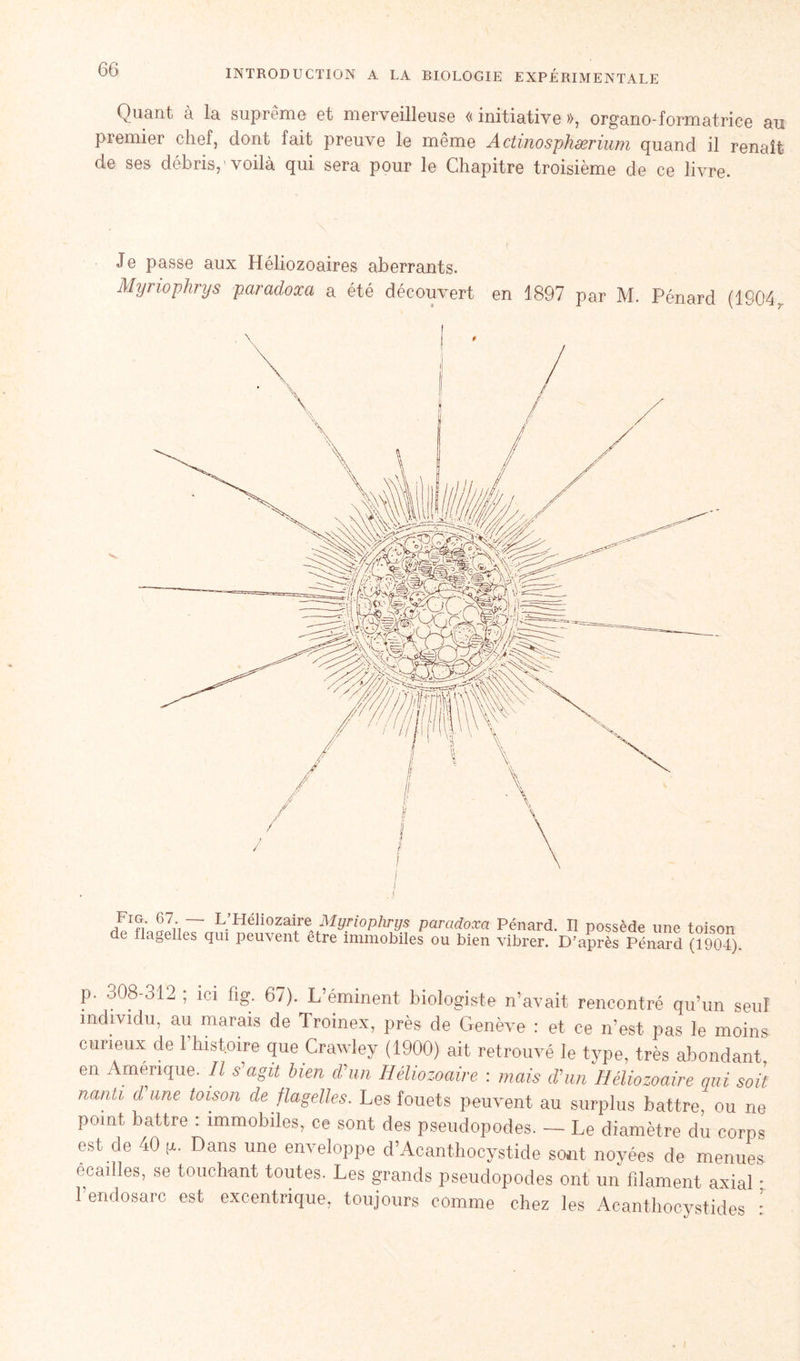 Quant à la suprême et merveilleuse « initiative », organo-formatrice au premier chef, dont fait preuve le même Actinosphærium quand il renaît de ses débris,1 voilà qui sera pour le Chapitre troisième de ce livre. Je passe aux Héliozoaires aberrants. Myriophrys paradoxa a été découvert en 1897 par M. Pénard (1904, 67• — L’Héliozaire Myriophrys paradoxa Pénard, de llagelles qui peuvent être immobiles ou bien vibrer. Il possède une toison D'après Pénard (1904). p. o08-312 ; ici fig. 67). L’éminent biologiste n’avait rencontré qu’un seul individu, au marais de Troinex, près de Genève : et ce n’est pas le moins curieux de l’histoire que Crawley (1900) ait retrouvé le type, très abondant en Amérique. Il s agit bien d'un Héliozoaire : mais d'un Héliozoaire qui soit nanti d'une toison de flagelles. Les fouets peuvent au surplus battre, ou ne point battre : immobiles, ce sont des pseudopodes. — Le diamètre du corps est de 40 g. Dans une enveloppe d’Acanthocystide sont noyées de menues écaillés, se touchant toutes. Les grands pseudopodes ont un filament axial * 1 endosarc est excentrique, toujours comme chez les Aeanthocystides :
