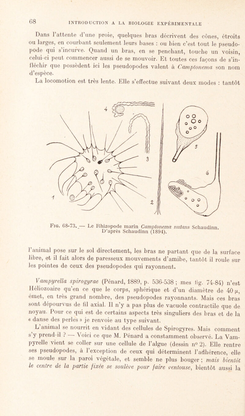 Dans l’attente d’une proie, quelques bras décrivent des cônes, étroits ou larges, en courbant seulement leurs bases : ou bien c’est tout le pseudo- pode qui s incurve. Quand un bras, en se penchant, touche un voisin, celui-ci peut commencer aussi de se mouvoir. Et toutes ces façons de s’in- fléchir que possèdent ici les pseudopodes valent à Camptonema son nom d’espèce. La locomotion est très lente. Elle s’effectue suivant deux modes : tantôt Fig. 68-73._— Le Rhizopode marin Camptonema nutans Schaudinn. D’après Schaudinn (1894). l’animal pose sur le sol directement, les bras ne partant que de la surface libre, et il fait alors de paresseux mouvements d’amibe, tantôt il roule sur les pointes de ceux des pseudopodes qui rayonnent. Vampyrelia spirogyrae (Pénard, 1889, p. 536-538; mes %. 74-84) n’est Héliozoaire qu’en ce que le corps, sphérique et d’un diamètre de 40 g, émet, en très grand nombre, des pseudopodes rayonnants. Mais ces bras sont dépourvus de fil axial. Il n’y a pas plus de vacuole contractile que de noyau. Pour ce qui est de certains aspects très singuliers des bras et de la « danse des perles » je renvoie au type suivant. L animal se nourrit en vidant des cellules de Spirogyres. Mais comment s’y prend-il ? - Voici ce que M. Pénard a constamment observé. La Vam- pyrelle vient se coller sur une cellule de l’algue (dessin n° 2). Elle rentre ses pseudopodes, à l’exception de ceux qui déterminent l’adhérence, elle se moule sur la paroi végétale, et semble ne plus bouger ; mais bientôt le centre de la partie fixée se soulève pour faire ventouse, bientôt aussi la