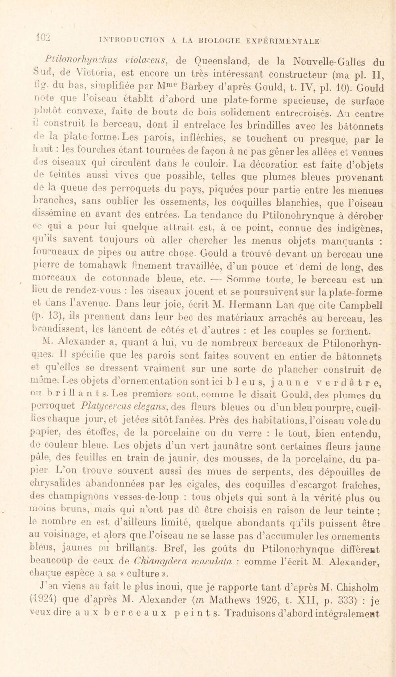 Plüonorhynchus violaceus, de Queensland, de la Nouvelle-Galles du Sud, de Victoria, est encore un très intéressant constructeur (ma pl. Il, % du bas, simplifiée par Mme Barbey d’après Gould, t. IV, pl. 10). Gould ii<Oe que 1 oiseau établit d’abord une plate-forme spacieuse, de surface plutôt convexe, faite de bouts de bois solidement entrecroisés. Au centre i! construit le berceau, dont il entrelace les brindilles avec les bâtonnets de la plate-forme. Les parois, infléchies, se touchent ou presque, par le O lut. les fourches étant tournées de façon à ne pas gêner les allées et venues des oiseaux qui circulent dans le couloir. La décoration est faite d’objets de teintes aussi vives que possible, telles que plumes bleues provenant de la queue des perroquets du pays, piquées pour partie entre les menues branches, sans oublier les ossements, les coquilles blanchies, que l’oiseau dissémine en avant des entrées. La tendance du Ptilonohrynque à dérober ce qui a pour lui quelque attrait est, à ce point, connue des indigènes, qu ils savent toujours où aller chercher les menus objets manquants : fourneaux de pipes ou autre chose. Gould a trouvé devant un berceau une pierre de tomahawk finement travaillée, d’un pouce et demi de long, des morceaux de cotonnade bleue, etc. — Somme toute, le berceau est un lieu de rendez-vous : les oiseaux jouent et se poursuivent sur la plate-forme et dans l’avenue. Dans leur joie, écrit M. Hermann Lan que cite Campbell (p. 13), ils prennent dans leur bec des matériaux arrachés au berceau, les brandissent, les lancent de côtés et d’autres : et les couples se forment. M. Alexander a, quant à lui, vu de nombreux berceaux de Ptilonorhyn- ques. Il spécifie que les parois sont faites souvent en entier de bâtonnets et qu’elles se dressent vraiment sur une sorte de plancher construit de meme. Les objets d’ornementation sont ici b 1 e u s, jaune verdâtre, ou b r i 11 a n t s. Les premiers sont, comme le disait Gould, des plumes du perroquet Platycercas elegans, des fleurs bleues ou d’un bleu pourpre, cueil- lies chaque jour, et jetées sitôt fanées. Près des habitations, l’oiseau vole du papier, des étoffes, de la porcelaine ou du verre : le tout, bien entendu, de couleur bleue. Les objets d’un vert jaunâtre sont certaines fleurs jaune pâle, des feuilles en train de jaunir, des mousses, de la porcelaine, du pa- pier. L’on trouve souvent aussi des mues de serpents, des dépouilles de chrysalides abandonnées par les cigales, des coquilles d’escargot fraîches, des champignons vesses-de-loup : tous objets qui sont à la vérité plus ou moins bruns, mais qui n’ont pas dû être choisis en raison de leur teinte ; le nombre en est d’ailleurs limité, quelque abondants qu’ils puissent être au voisinage, et alors que l’oiseau ne se lasse pas d’accumuler les ornements bleus, jaunes ou brillants. Bref, les goûts du Ptilonorhynque diffèreat beaucoup de ceux de CMamydera maculata : comme l’écrit M. Alexander, chaque espèce a sa « culture ». J'en viens au fait le plus inoui, que je rapporte tant d’après M. Chisholm (1924) que d’après M. Alexander (in Mathews 1926, t. XII, p. 333) : je veux dire aux berceaux peints. Traduisons d’abord intégralement