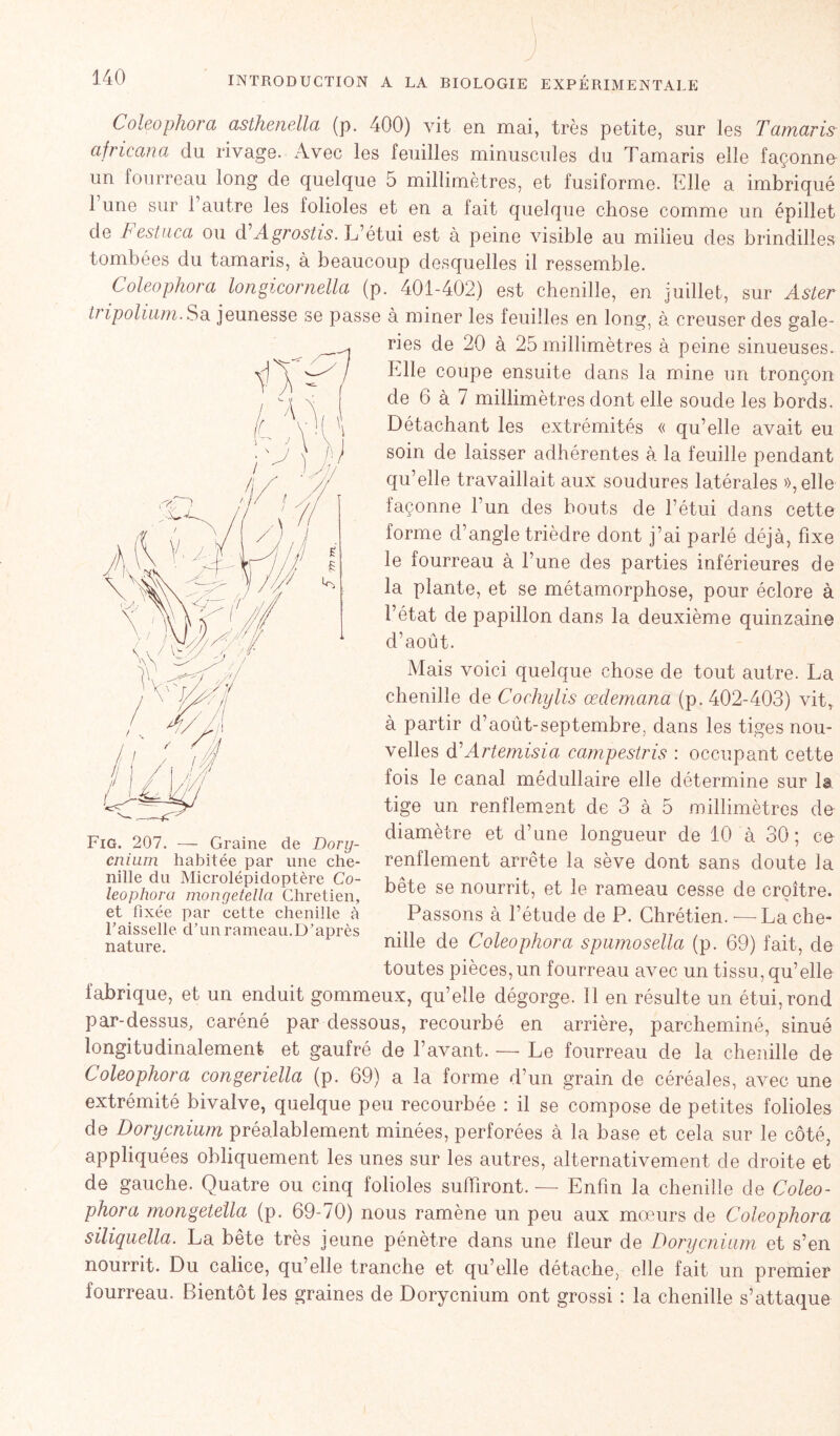 Coleophora asthenella (p. 400) vit en mai, très petite, sur les Tamaris africana du rivage. Avec les feuilles minuscules du Tamaris elle façonna un fourreau long de quelque 5 millimètres, et fusiforme. Elle a imbriqué 1 une sur l’autre les folioles et en a fait quelque chose comme un épillet de Festuca ou d Agrostis. L’étui est à peine visible au milieu des brindilles tombées du tamaris, à beaucoup desquelles il ressemble. Coleophora longicornella (p. 401-402) est chenille, en juillet, sur Aster ti ipolium. Sa jeunesse se passe à miner les feuilles en long, à creuser des gale- ries de 20 à 25 millimètres à peine sinueuses. Elle coupe ensuite dans la mine un tronçon de 6 à 7 millimètres dont elle soude les bords. Détachant les extrémités « qu’elle avait eu soin de laisser adhérentes à la feuille pendant qu’elle travaillait aux soudures latérales », elle façonne l’un des bouts de l’étui dans cette forme d’angle trièdre dont j’ai parlé déjà, fixe le fourreau à l’une des parties inférieures de la plante, et se métamorphose, pour éclore à l’état de papillon dans la deuxième quinzaine d’août. Mais voici quelque chose de tout autre. La chenille de Cochylis œdemana (p. 402-403) vit, à partir d’août-septembre, dans les tiges nou- velles d'Artemisia campestris : occupant cette fois le canal médullaire elle détermine sur la tige un renflement de 3 à 5 millimètres de- diamètre et d’une longueur de 10 à 30; ce renflement arrête la sève dont sans doute la bête se nourrit, et le rameau cesse de croître. Passons à l’étude de P. Chrétien. — La che- nille de Coleophora spumosella (p. 69) fait, de toutes pièces, un fourreau avec un tissu, qu’elle fabrique, et un enduit gommeux, qu’elle dégorge. Il en résulte un étui, rond par-dessus, caréné par dessous, recourbé en arrière, parcheminé, sinué longitudinalement et gaufré de l’avant. — Le fourreau de la chenille de Coleophora congeriella (p. 69) a la forme d’un grain de céréales, avec une Fig. 207. — Graine de Dory- cnium habitée par line che- nille du Microlépidoptère Co- leophora monyetella Chrétien, et fixée par cette chenille à l’aisselle d’un rameau.D’après nature- extrémité bivalve, quelque peu recourbée : il se compose de petites folioles de Dorycnium préalablement minées, perforées à la base et cela sur le côté, appliquées obliquement les unes sur les autres, alternativement de droite et de gauche. Quatre ou cinq folioles suffiront. — Enfin la chenille de Coleo- phora mongetella (p. 69-70) nous ramène un peu aux mœurs de Coleophora siliquella. La bête très jeune pénètre dans une fleur de Dorycnium, et s’en nourrit. Du calice, qu’elle tranche et qu’elle détache, elle fait un premier fourreau. Bientôt les graines de Dorycnium ont grossi : la chenille s’attaque