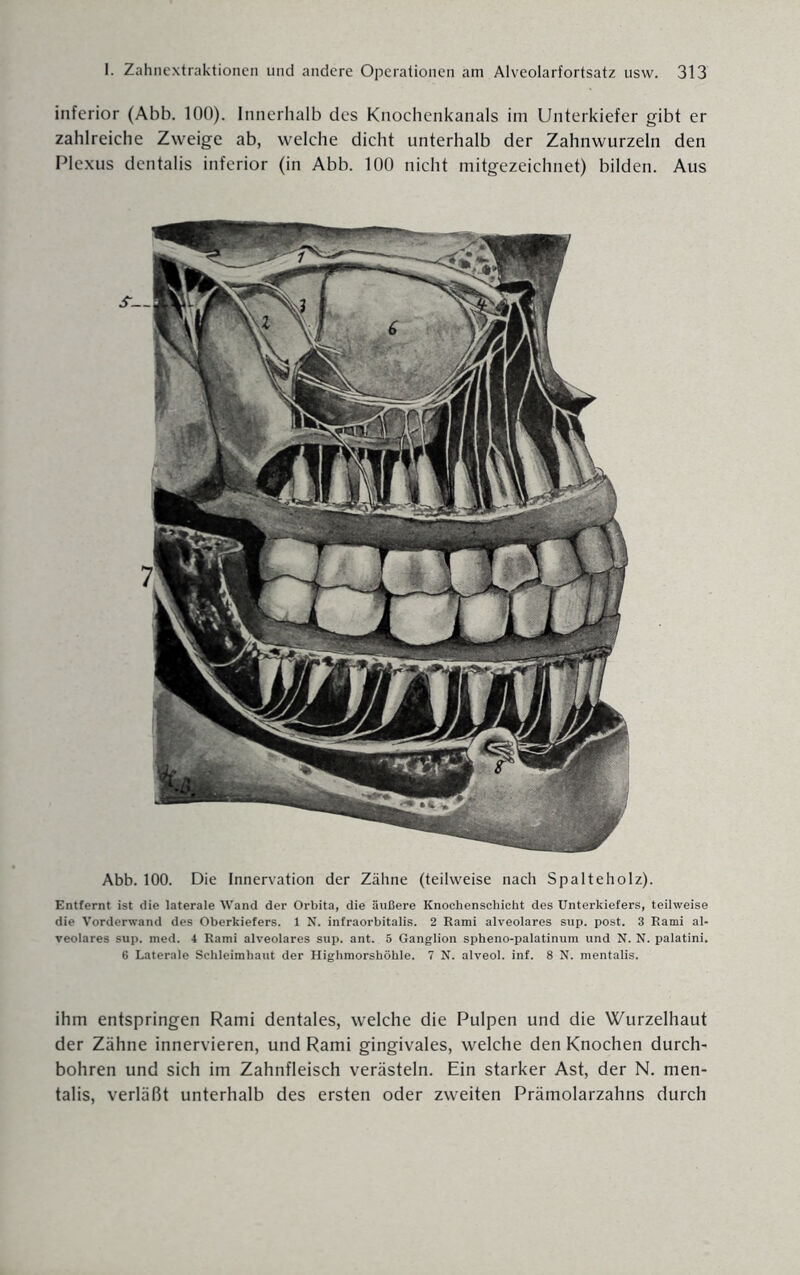 inferior (Abb. 100). Innerhalb des Knochenkanals im Unterkiefer gibt er zahlreiche Zweige ab, welche dicht unterhalb der Zahnwurzeln den Plexus dentalis inferior (in Abb. 100 nicht mitgezeichnet) bilden. Aus Abb. 100. Die Innervation der Zähne (teilweise nach Spalteholz). Entfernt ist die laterale Wand der Orbita, die äußere Knochenschicht des Unterkiefers, teilweise die Vorderwand des Oberkiefers. 1 N. infraorbitalis. 2 Rami alveolares sup. post. 3 Rami al¬ veolares sup. med. 4 Rami alveolares sup. ant. 5 Ganglion spheno-palatinum und N. N. palatini. 6 Laterale Schleimhaut der Highmorshöhle. 7 N. alveol. inf. 8 N. mentalis. ihm entspringen Rami dentales, welche die Pulpen und die Wurzelhaut der Zähne innervieren, und Rami gingivales, welche den Knochen durch¬ bohren und sich im Zahnfleisch verästeln. Ein starker Ast, der N. men¬ talis, verläßt unterhalb des ersten oder zweiten Prämolarzahns durch