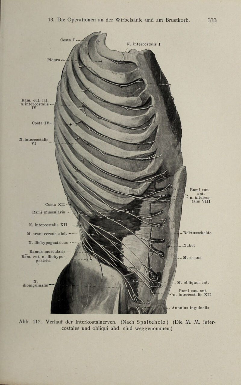 Ram. cut. lat. n.intercostalis IV N. intercostalis VI - Annulus inguinalis Costa XII Rami muscularis N. intercostalis XII M. transversus abd. N. iliohypogastricus Ramus muscularis - Ram. cut. n. iliohypo- gastrici Rami cut. ant. n.intercos¬ talis VIII Abb. 112. Verlauf der Interkostalnerven. (Nach Spalteholz.) (Die M. M. inter- costales und obliqui abd. sind weggenommen.)