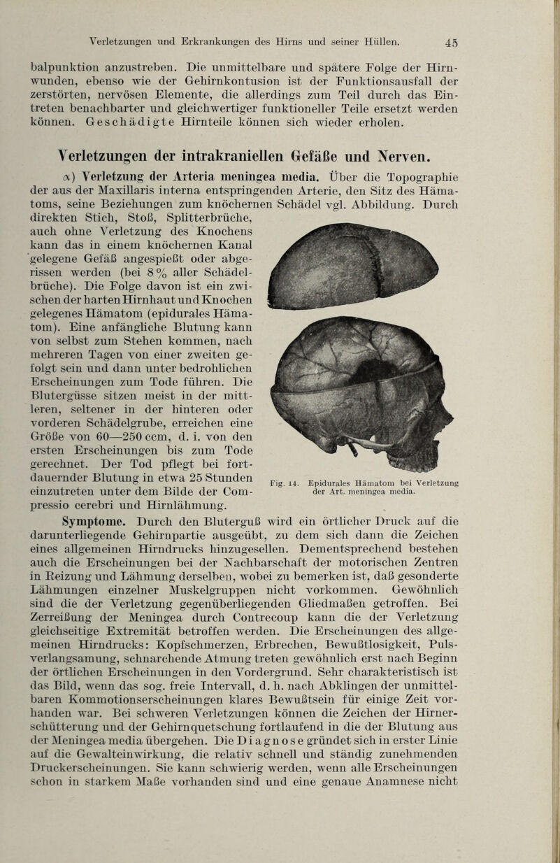 balpuuktion anzustreben. Die unmittelbare und spätere Folge der Hirn¬ wunden, ebenso wie der Gebirnkontusion ist der Funktionsausfall der zerstörten, nervösen Elemente, die allerdings zum Teil durch das Ein¬ treten benachbarter und gleichwertiger funktioneller Teile ersetzt werden können. Geschädigte Hirnteile können sich wieder erholen. Verletzungen der intrakraniellen Gefäße und Nerven. oc) Verletzung der Arteria meningea media. Über die Topographie der aus der Maxillaris interna entspringenden Arterie, den Sitz des Häma¬ toms, seine Beziehungen zum knöchernen Schädel vgl. Abbildung. Durch direkten Stich, Stoß, Splitterbrüche, auch ohne Verletzung des Knochens kann das in einem knöchernen Kanal gelegene Gefäß angespießt oder abge¬ rissen werden (bei 8% aller Schädel- brüche). Die Folge davon ist ein zwi¬ schen der harten Hirnhaut und Knochen gelegenes Hämatom (epidurales Häma¬ tom). Eine anfängliche Blutung kann von selbst zum Stehen kommen, nach mehreren Tagen von einer zweiten ge¬ folgt sein und dann unter bedrohlichen Erscheinungen zum Tode führen. Die Blutergüsse sitzen meist in der mitt¬ leren, seltener in der hinteren oder vorderen Schädelgrube, erreichen eine Größe von 60—250 ccm, d. i. von den ersten Erscheinungen bis zum Tode gerechnet. Der Tod pflegt bei fort¬ dauernder Blutung in etwa 25 Stunden einzutreten unter dem Bilde der Com- pressio cerebri und Hirnlähmung. Symptome. Durch den Bluterguß wird ein örtlicher Druck auf die darunterliegende Gehirnpartie ausgeübt, zu dem sich dann die Zeichen eines allgemeinen Hirndrucks hinzugesellen. Dementsprechend bestehen auch die Erscheinungen bei der Nachbarschaft der motorischen Zentren in Reizung und Lähmung derselben, wobei zu bemerken ist, daß gesonderte Lähmungen einzelner Muskelgruppen nicht Vorkommen. Gewöhnlich sind die der Verletzung gegenüberliegenden Gliedmaßen getroffen. Bei Zerreißung der Meningea durch Contrecoup kann die der Verletzung gleichseitige Extremität betroffen werden. Die Erscheinungen des allge¬ meinen Hirndrucks: Kopfschmerzen, Erbrechen, Bewußtlosigkeit, Puls¬ verlangsamung, schnarchende Atmung treten gewöhnlich erst nach Beginn der örtlichen Erscheinungen in den Vordergrund. Sehr charakteristisch ist das Bild, wenn das sog. freie Intervall, d. li. nach Abklingen der unmittel¬ baren Kommotionserscheinungen klares Bewußtsein für einige Zeit vor¬ handen war. Bei schweren Verletzungen können die Zeichen der Hirner¬ schütterung und der Gehirn quetschung fortlaufend in die der Blutung aus der Meningea media übergehen. Die Diagnose gründet sich in erster Linie auf die Gewalteinwirkung, die relativ schnell und ständig zunehmenden Druckerscheinungen. Sie kann schwierig werden, wenn alle Erscheinungen schon in starkem Maße vorhanden sind und eine genaue Anamnese nicht Fig. 14. Epidurales Hämatom bei Verletzung der Art. meningea media.