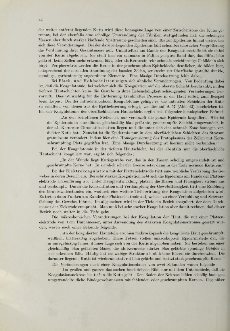 der weiter entfernt liegenden Kutis wird diese homogene Lage von einer Zwischenzone der Kutis ge¬ trennt, bei der ebenfalls eine schollige Umwandlung der Fibrillen stattgefunden hat, die scholligen Massen aber durch stärker klaffende Spalträume geschieden sind. Bis zur Epidermis hinauf erstrecken sich diese Veränderungen. Bei der darüberliegenden Epidermis fällt schon bei schwacher Vergrößerung che Verdünnung ihrer Gesamtmasse auf. Unmittelbar am Rande der Koagulationsstelle ist sie dabei von der Kutis abgehoben. Sie stellt hier ein schmales in Falten gelegtes Band dar, das diffus blau gefärbt, keine Zellen mehr erkennen läßt, oder als Kernreste sehr schmale strichförmige Gebilde in sich birgt. Peripherwärts werden die Kerne in der geschrumpften Epitheldecke deutlicher, sie bilden hier, entsprechend der normalen Anordnung der basalen Zellen, senkrecht zur Oberfläche gestellte dunkle, spindlige, garbenförmig angeordnete Elemente. Eine blasige Durchsetzung fehlt dabei. Bei Flach - und Hohlschnitten zeigen sich ähnliche Veränderungen. Von Bedeutung dabei ist, daß die Koagulotomie, bei welcher sich die Koagulation auf die oberste Schicht beschränkt, in den tieferen Hautschichten keine die Gewebe in ihrer Lebensfähigkeit schädigenden Veränderungen her¬ vorruft. Dies ist wichtig für die Entfernung krankhafter Prozesse in der Haut selbst, zum Beispiel beim Lupus. Bei der intradermoidalen Koagulotomie gelingt es, die untersten Schichten der Kutis zu erhalten, von denen aus die Epithelisierung erfolgt, wie dies auf S. 57 (Abb. 42) beschrieben ist. Bei der Koagulotomie der oberflächlichsten Hautschicht ergibt sich folgender histologischer Befund: ,,An den betroffenen Stellen ist nur vereinzelt die ganze Epidermis koaguliert. Hier ist die Epidermis in eine dünne, gleichmäßig blau gefärbte, geschrumpfte Schicht umgewandelt, in der als Kernreste Chromatinschatten liegen und die unter sich eine schmale Zone homogen ver¬ dickter Kutis hat. Zumeist ist die Epidermis nur in den oberflächlichen Schichten des Stratum granulosum verändert, indem hier eine Homogenisierung des Protoplasmas der Zellen mit Kern¬ schrumpfung Platz gegriffen hat. Eine blasige Durchsetzung ist hiermit nicht verbunden.'4 Bei der Koagulotomie in der tieferen Hautschicht, bei der ebenfalls nur die oberflächliche Hautschicht koaguliert war, ergibt sich folgendes: ,,In der Wunde liegt Kutisgewebe vor, das in den Fasern schollig umgewandelt ist und geschrumpfte Kerne hat. In ziemlich scharfer Grenze setzt dann in der Tiefe normale Kutis ein.“ Bei der Elektrokoagulation mit der Plattenelektrode tritt eine weißliche Verfärbung des Ge¬ webes in deren Bereich ein. Bei sehr starker Koagulation hebt sich die Epidermis am Rande der Platten¬ elektrode blasenförmig ab. Unter Dampfentwicklung platzen die Blasen und Flüssigkeit strömt aus und verdampft. Durch die Konzentration und Verdampfung der Gewebsflüssigkeit tritt eine Erhöhung des Gewebswiderstandes ein, wodurch eine weitere Tiefenwirkung der Koagulation aufgehoben wird. Es treten dann Funken am Rande der Plattenelektrode auf, welche zu einer Verkohlung und Schwarz¬ färbung des Gewebes führen. Im allgemeinen wird in der Tiefe ein Bezirk koaguliert, der dem Durch¬ messer der Elektrode entspricht. Man muß bei sehr starker Koagulation aber damit rechnen, daß dieser Bezirk noch weiter in die Tiefe geht. Die mikroskopischen Veränderumgen bei der Koagulation der Haut, die mit einer Platten¬ elektrode von 1 cm Durchmesser, unter Anwendung des stärksten Koagulationsstromes gesetzt wur¬ den, waren nach einer Sekunde folgende: ,,An der koagulierten Hautstelle erschien makroskopisch die koagulierte Haut geschrumpft, weißlich, blätterartig abgehoben. Diese Fetzen stellen mikroskopisch Epidermisteile dar, die in unregelmäßig feiner, dünner Lage sich von der Kutis abgehoben haben. Sie bestehen aus einer gleichmäßig blau gefärbten Masse, die als Kernreste stärker blau gefärbte spindlige Gebilde in sich erkennen läßt. Häufig hat sie wabige Struktur als ob kleine Blasen sie durchsetzten. Die darunter liegende Kutis ist wiederum statt rot blau gefärbt und besitzt stark geschrumpfte Kerne.“ Die Veränderungen nach einer Koagulationsdauer von zwei Sekunden waren folgende: ,,Im großen und ganzen das soeben beschriebene Bild, nur mit dem Unterschiede, daß die Koagulationsnekrose bis tief in die Kutis geht. Den Boden der Nekrose bilden schollig homogen umgewandelte dicke Bindegewebsmassen mit fehlenden oder geschrumpften Kernen. Gegenüber