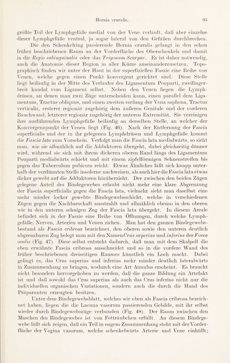 größte Teil der Lymphgefäße medial von der Vene verläuft, daß aber einzelne dieser Lymphgefäße ventral, ja sogar lateral von den Gefäßen durchbrechen. Die den Schenkelring passierende Hernia cruralis gelangt in den schon früher beschriebenen Raum an der Vorderfläche des Oberschenkels und damit in die Regio subinguinalis oder das Trigonum Scarpae. Es ist daher notwendig, auch die Anatomie dieser Region in aller Kürze auseinanderzusetzen. Topo¬ graphisch finden wir unter der Haut in der superfiziellen Faszie eine Reihe von Venen, welche gegen einen Punkt konvergent gerichtet sind. Diese Stelle liegt beiläufig in der Mitte des Verlaufes des Ligamentum Pouparti, zweifinger¬ breit kaudal vom Ligament selbst. Neben den Venen liegen die Lymph- drüsen, an denen man zwei Züge unterscheiden kann, einen parallel dem Liga¬ mentum, Tractus obliquus, und einen zweiten entlang der Vena saphena, Tractus verticalis, ersterer regionär zugehörig dem äußeren Genitale und der vorderen Bauchwand, letzterer regionär zugehörig der unteren Extremität. Sie vereinigen ihre ausführenden Lymphgefäße beiläufig an derselben Stelle, an welcher der Konvergenzpunkt der Venen liegt (Fig. 46). Nach der Entfernung der Fascia superficialis und der in ihr gelegenen Lymphdrüsen und Lymphgefäße kommt die Fascia lata zum Vorschein. Verfolgt man die Fascia lata medialwärts, so sieht man, wie sie allmählich auf die Adduktoren übergeht, dabei gleichzeitig dünner wird, während sie sich mit ihrem dickeren oberen Rand längs des Ligamentum Pouparti medialwärts schiebt und mit einem zipfelförmigen Sehnenstreifen bis gegen das Tuberculum pubicum reicht. Etwas Ähnliches läßt sich knapp unter¬ halb der verdünnten Stelle insoferne nachweisen, als auch hier die Fascia lata etwas dicker gewebt auf die Adduktoren hinüberzieht. Der zwischen den beiden Zügen gelegene Anteil des Bindegewebes erlaubt nicht mehr eine klare Abgrenzung der Fascia superficialis gegen die Fascia lata, vielmehr sieht man daselbst eine mehr minder locker gewebte Bindegewebsschicht, welche in verschiedenen Zügen gegen die Nachbarschaft ausstrahlt und allmählich ebenso in den oberen wie in den unteren sehnigen Zug der Fascia lata übergeht. In diesem Areale befindet sich in der Faszie eine Reihe von Öffnungen, durch welche Lymph¬ gefäße, Nerven, Arterien und Venen ziehen. Man hat den ganzen Bindegewebs- bestand als Fascia cribrosa bezeichnet, den oberen sowie den unteren deutlich abgrenzbaren Zug belegt man mit den Namen Crus superius und inferius dev Fovea ovalis (Fig. 47). Diese selbst entsteht dadurch, daß man mit dem Skalpell die eben erwähnte Fascia cribrosa ausschneidet und so in die vordere Wand des früher beschriebenen dreiseitigen Raumes künstlich ein Loch macht. Dabei gelingt es, das Crus superius und inferius mehr minder deutlich lateralwärts in Zusammenhang zu bringen, wodurch eine Art Annulus erscheint. Es braucht nicht besonders hervorgehoben zu werden, daß die ganze Bildung ein Artefakt ist und daß sowohl das Crus superius als auch das Crus inferius nicht nur die individuellen organischen Variationen, sondern auch die durch die Hand des Präparanten erzeugten besitzen. Unter dem Bindegewebsblatt, welches wir eben als Fascia cribrosa bezeich¬ net haben, liegen die die Lacuna vasorum passierenden Gebilde, mit ihr selbst wieder durch Bindegewebszüge verbunden (Fig. 48). Der Raum zwischen den Maschen des Bindegewebes ist von Fetträubchen erfüllt. An diesem Bindege¬ webe läßt sich zeigen, daß ein Teil in engem Zusammenhang steht mit der Vorder¬ fläche der Vagina vasorum, welche schenkelwärts Arterie und Vene einhüllt;