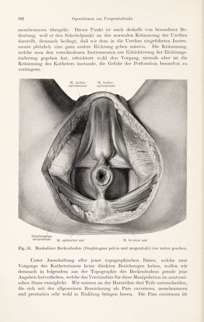 membranacea übergeht. Dieser Punkt ist auch deshalb von besonderer Be¬ deutung, weil er den Scheitelpunkt an der normalen Krümmung der Urethra darstellt, demnach bedingt, daß wir dem in die Urethra eingeführten Instru¬ mente plötzlich eine ganz andere Richtung geben müssen. Die Krümmung, welche man den verschiedenen Instrumenten zur Erleichterung der Richtungs¬ änderung gegeben hat, erleichtert wohl den Vorgang, niemals aber ist die Krümmung des Katheters imstande, die Gefahr der Perforation besonders zu verringern. Diaphragma urogenitale M. spliincter ani \ \ M. levator ani Fig. 51. Muskulöser Beckenboden (Diaphragma pelvis und urogenitale) von unten gesehen. Unter Ausschaltung aller jener topographischen Daten, welche zum Vorgänge des Katheterismus keine direkten Beziehungen haben, wollen wir demnach in folgendem aus der Topographie des Beckenbodens gerade jene Angaben hervorheben, welche das Verständnis für diese Manipulation im anatomi¬ schen Sinne ermöglicht. Wir müssen an der Harnröhre drei Teile unterscheiden, die sich mit der allgemeinen Bezeichnung als Pars cavernosa, membranacea und prostatica sehr wohl in Einklang bringen lassen. Die Pars cavernosa ist