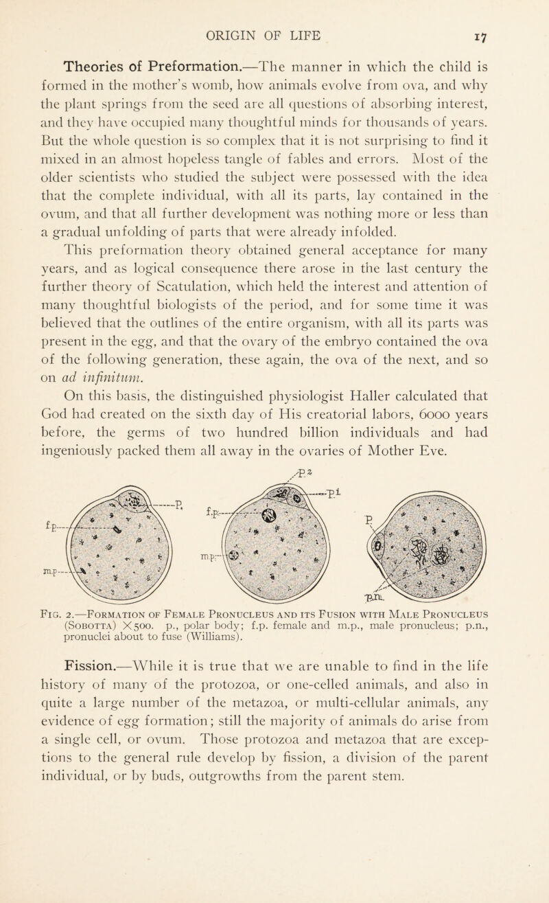 Theories of Preformation.—The manner in which the child is formed in the mother’s womb, how animals evolve from ova, and why the plant springs from the seed are all questions of absorbing interest, and they have occupied many thoughtful minds for thousands of years. But the whole question is so complex that it is not surprising to find it mixed in an almost hopeless tangle of fables and errors. Most of the older scientists who studied the subject were possessed with the idea that the complete individual, with all its parts, lay contained in the ovum, and that all further development was nothing more or less than a gradual unfolding of parts that were already infolded. This preformation theory obtained general acceptance for many years, and as logical consequence there arose in the last century the further theory of Scatulation, which held the interest and attention of many thoughtful biologists of the period, and for some time it was believed that the outlines of the entire organism, with all its parts was present in the egg, and that the ovary of the embryo contained the ova of the following generation, these again, the ova of the next, and so on ad infinitum. On this basis, the distinguished physiologist Haller calculated that God had created on the sixth day of His creatorial labors, 6000 years before, the germs of two hundred billion individuals and had ingeniously packed them all away in the ovaries of Mother Eve. Fig. 2.—Formation of Female Pronucleus and its Fusion with Male Pronucleus (Sobotta) X500. p., polar body; f.p. female and m.p., male pronucleus; p.n., pronuclei about to fuse (Williams). Fission.—While it is true that we are unable to find in the life history of many of the protozoa, or one-celled animals, and also in quite a large number of the metazoa, or multi-cellular animals, any evidence of egg formation; still the majority of animals do arise from a single cell, or ovum. Those protozoa and metazoa that are excep¬ tions to the general rule develop by fission, a division of the parent individual, or by buds, outgrowths from the parent stem.