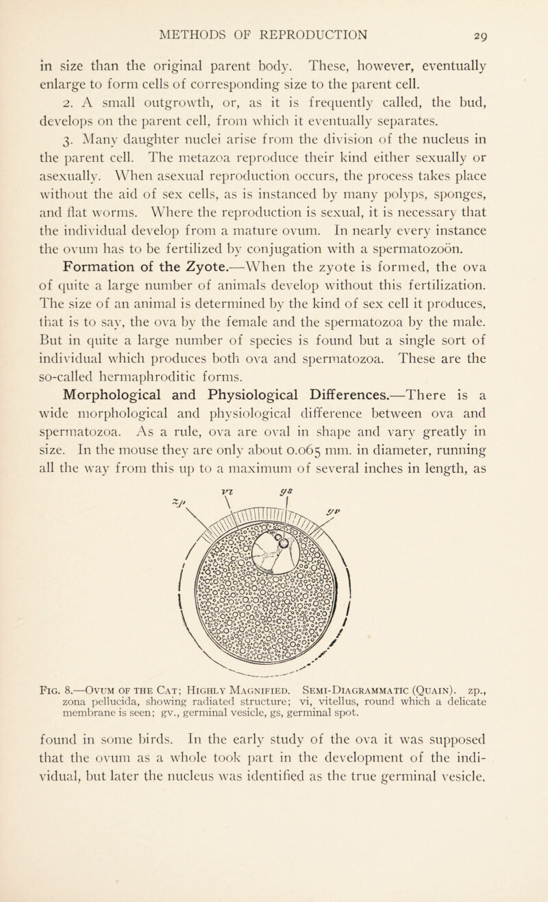 in size than the original parent body. These, however, eventually enlarge to form cells of corresponding size to the parent cell. 2. A small outgrowth, or, as it is frequently called, the bud, develops on the parent cell, from which it eventually separates. 3. Many daughter nuclei arise from the division of the nucleus in the parent cell. The metazoa reproduce their kind either sexually or asexually. When asexual reproduction occurs, the process takes place without the aid of sex cells, as is instanced by many polyps, sponges, and flat worms. Where the reproduction is sexual, it is necessary that the individual develop from a mature ovum. In nearly every instance the ovum has to be fertilized by conjugation with a spermatozoon. Formation of the Zyote.—When the zyote is formed, the ova of quite a large number of animals develop without this fertilization. The size of an animal is determined by the kind of sex cell it produces, that is to say, the ova by the female and the spermatozoa by the male. But in quite a large number of species is found but a single sort of individual which produces both ova and spermatozoa. These are the so-called hermaphroditic forms. Morphological and Physiological Differences.—There is a wide morphological and physiological difference between ova and spermatozoa. As a rule, ova are oval in shape and vary greatly in size. In the mouse they are only about 0.065 mm- m diameter, running all the way from this up to a maximum of several inches in length, as Fig. 8.—Ovum of the Cat; Highly Magnified. Semi-Diagrammatic (Quain). zp., zona pellucida, showing radiated structure; vi, vitellus, round which a delicate membrane is seen; gv., germinal vesicle, gs, germinal spot. found in some birds. In the early study of the ova it was supposed that the ovum as a whole took part in the development of the indi¬ vidual, but later the nucleus was identified as the true germinal vesicle.