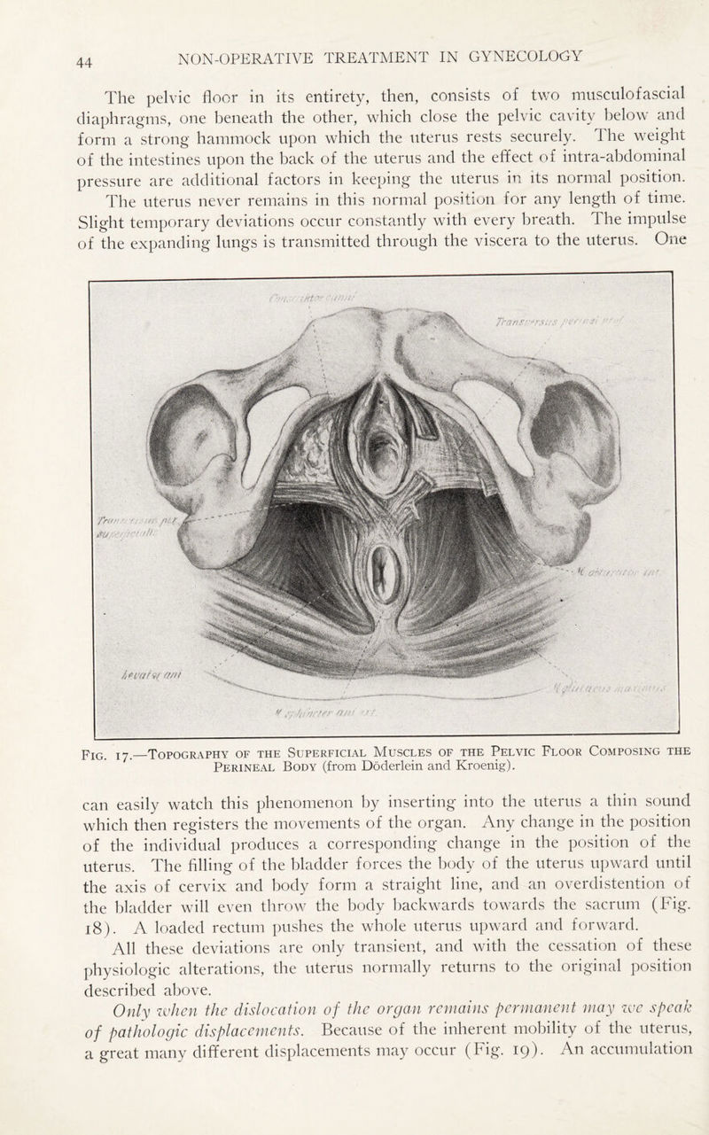The pelvic floor in its entirety, then, consists of two musculofascial diaphragms, one beneath the other, which close the pelvic cavity below and form a strong hammock upon which the uterus rests securely. The weight of the intestines upon the back of the uterus and the effect of intra-abdominal pressure are additional factors in keeping the uterus in its normal position. The uterus never remains in this normal position for any length of time. Slight temporary deviations occur constantly with every breath. The impulse of the expanding lungs is transmitted through the viscera to the uterus. One Fig. 17._Topography of the Superficial Muscles of the Pelvic Floor Composing the Perineal Body (from Doderlein and Kroenig). can easily watch this phenomenon by inserting into the uterus a thin sound which then registers the movements of the organ. Any change in the position of the individual produces a corresponding change in the position of the uterus. The filling of the bladder forces the body of the uterus upward until the axis of cervix and body form a straight line, and an overdistention of the bladder will even throw the body backwards towards the sacrum (Fig. 18). A loaded rectum pushes the whole uterus upward and forward. All these deviations are only transient, and with the cessation of these physiologic alterations, the uterus normally returns to the original position described above. Only when the dislocation of the organ remains permanent may we speak of pathologic displacements. Because of the inherent mobility of the uterus, a great many different displacements may occur (Fig. 19). An accumulation