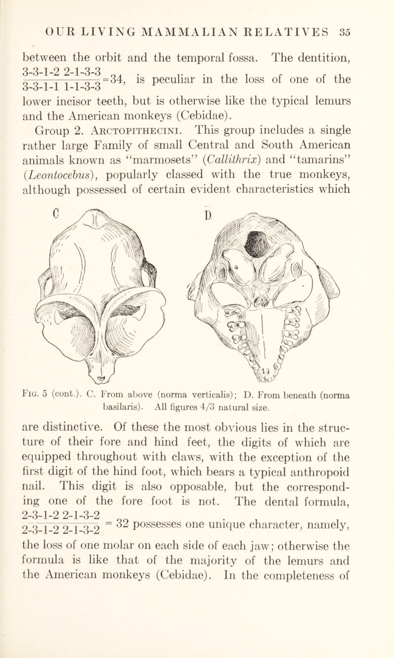 between the orbit and the temporal fossa. The dentition, 3-3-1-2 2-1-3-3 3-3-1-1 1-1-3-3 ’ is peculiar in the loss of one of the lower incisor teeth, but is otherwise like the typical lemurs and the American monkeys (Cebidae). Group 2. Akctopithecini. This group includes a single rather large Family of small Central and South American animals known as “marmosets” (Callithrix) and “tamarins” (Leontocebus), popularly classed with the true monkeys, although possessed of certain evident characteristics which Fig. 5 (cont.). C. From above (norma verticalis); D. From beneath (norma basilaris). All figures 4/3 natural size. are distinctive. Of these the most obvious lies in the struc- ture of their fore and hind feet, the digits of which are equipped throughout with claws, with the exception of the first digit of the hind foot, which bears a typical anthropoid nail. This digit is also opposable, but the correspond- ing one of the fore foot is not. The dental formula, 2-3-1-2 2-1-3-2 00 . 2 3 1 2 2 1 3 2 = ^ possesses one unique character, namely, the loss of one molar on each side of each jaw; otherwise the formula is like that of the majority of the lemurs and the American monkeys (Cebidae). In the completeness of