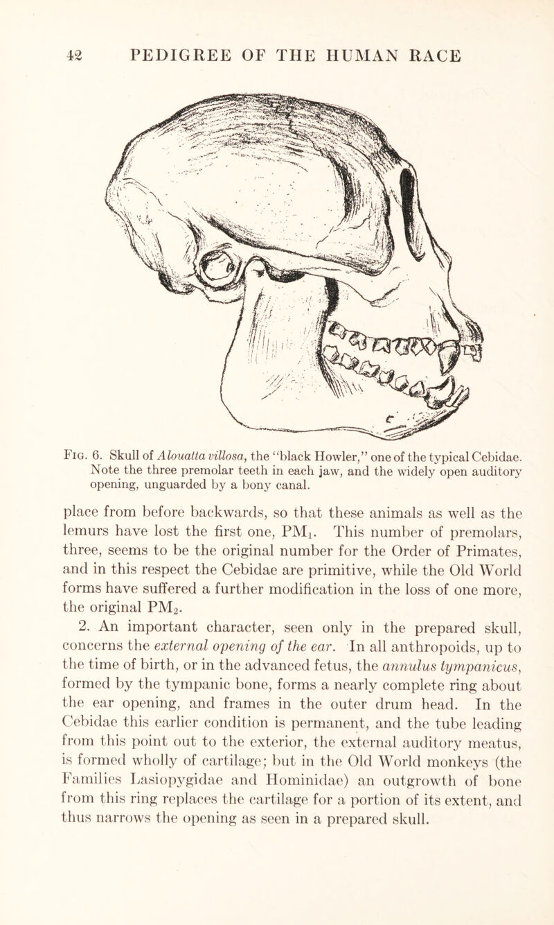 I ig. 6. Skull of Alouatta villosa, the “black Howler,” one of the typical Cebidae. Note the three premolar teeth in each jaw, and the widely open auditory opening, unguarded by a bony canal. place from before backwards, so that these animals as well as the lemurs have lost the first one, PMi. This number of premolars, three, seems to be the original number for the Order of Primates, and in this respect the Cebidae are primitive, while the Old World forms have suffered a further modification in the loss of one more, the original PM2. 2. An important character, seen only in the prepared skull, concerns the external opening of the ear. In all anthropoids, up to the time of birth, or in the advanced fetus, the annulus tympanicus, formed by the tympanic bone, forms a nearly complete ring about the ear opening, and frames in the outer drum head. In the Cebidae this earlier condition is permanent, and the tube leading from this point out to the exterior, the external auditory meatus, is formed wholly of cartilage; but in the Old World monkeys (the Families Lasiopygidae and Hominidae) an outgrowth of bone from this ring replaces the cartilage for a portion of its extent, and thus narrows the opening as seen in a prepared skull.