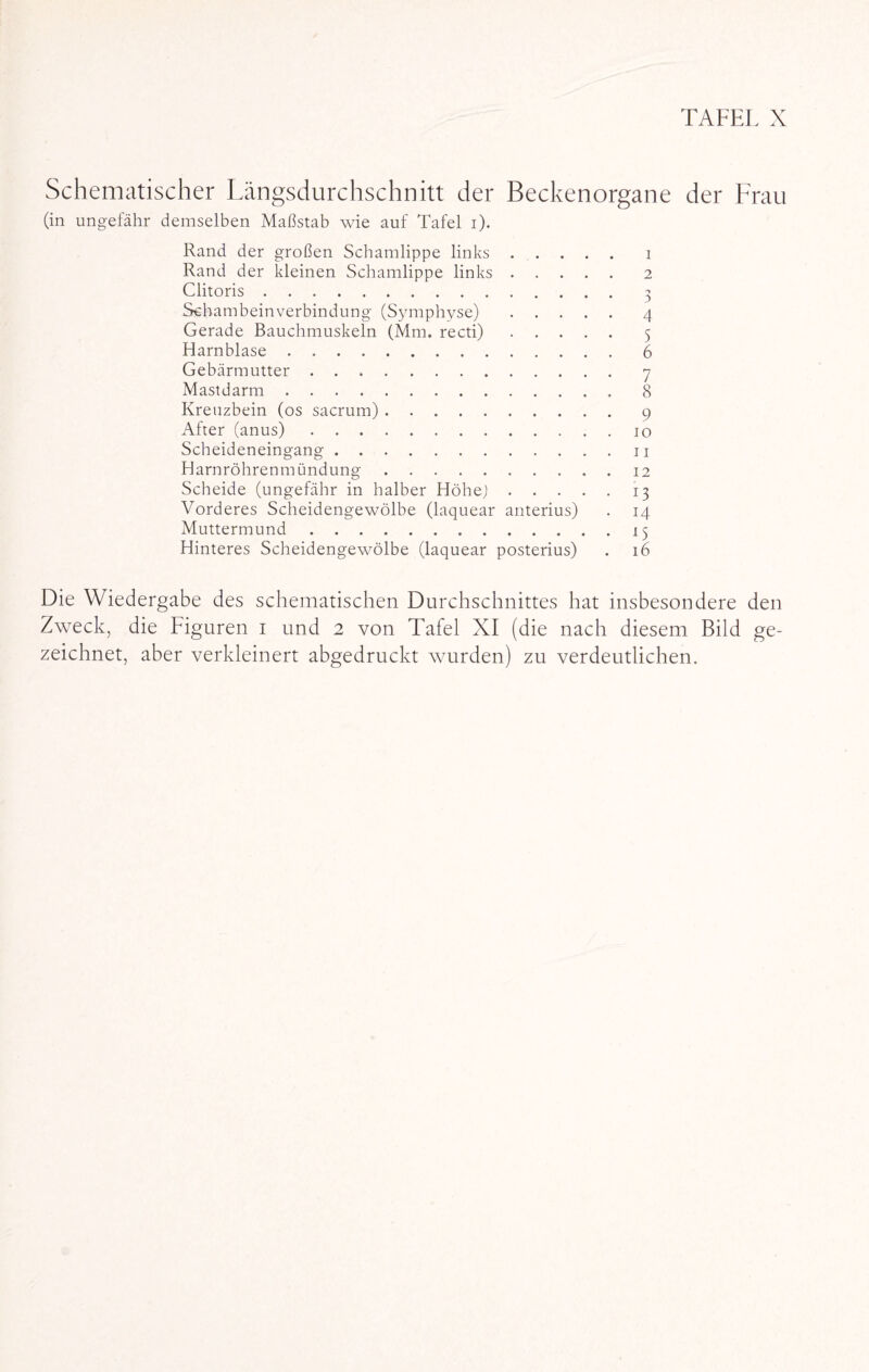 Schematischer Längsdurchschnitt der Beckenorgane der Frau (in ungefähr demselben Maßstab wie auf Tafel i). Rand der großen Schamlippe links ..... i Rand der kleinen Schamlippe links.2 Clitoris. 3 Schambeinverbindung (Symphyse).4 Gerade Bauchmuskeln (Mm. recti).5 Harnblase.6 Gebärmutter.7 Mastdarm. 8 Kreuzbein (os sacrum).9 After (anus).10 Scheideneingang.11 Harnröhrenmündung.12 Scheide (ungefähr in halber Höhe).13 Vorderes Scheidengewölbe (laquear anterius) . 14 Muttermund.15 Hinteres Scheidengewölbe (laquear posterius) . 16 Die Wiedergabe des schematischen Durchschnittes hat insbesondere den Zweck, die Figuren 1 und 2 von Tafel XI (die nach diesem Bild ge¬ zeichnet, aber verkleinert abgedruckt wurden) zu verdeutlichen.