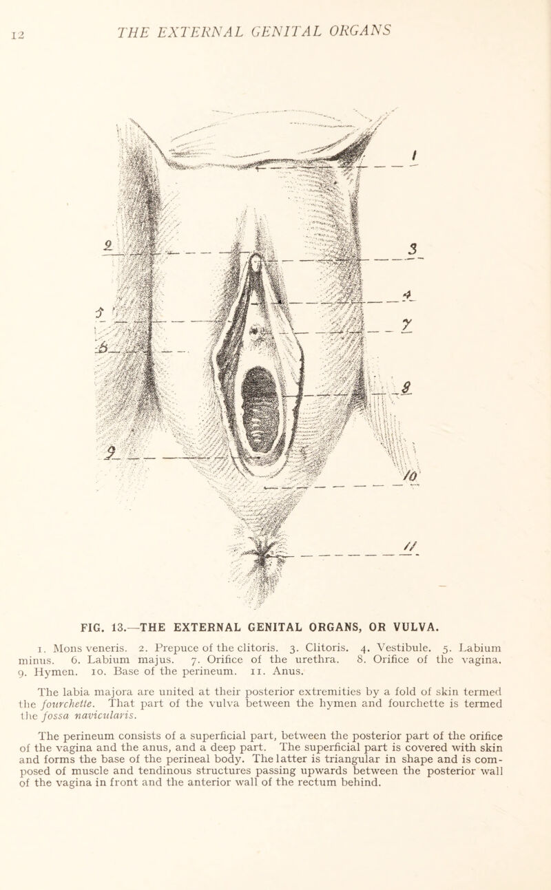 FIG. 13.—THE EXTERNAL GENITAL ORGANS, OR VULVA. i. Mons veneris. 2. Prepuce of the clitoris. 3. Clitoris. 4. Vestibule. 5. Labium minus. 6. Labium majus. 7. Orifice of the urethra. 8. Orifice of the vagina. 9. Hymen. 10. Base of the perineum. 11. Anus. The labia majora are united at their posterior extremities by a fold of skin termed the fourchette. That part of the vulva between the hymen and fourchette is termed the fossa navicularis. The perineum consists of a superficial part, between the posterior part of the orifice of the vagina and the anus, and a deep part. The superficial part is covered with skin and forms the base of the perineal body. The latter is triangular in shape and is com¬ posed of muscle and tendinous structures passing upwards between the posterior wall of the vagina in front and the anterior wall of the rectum behind.