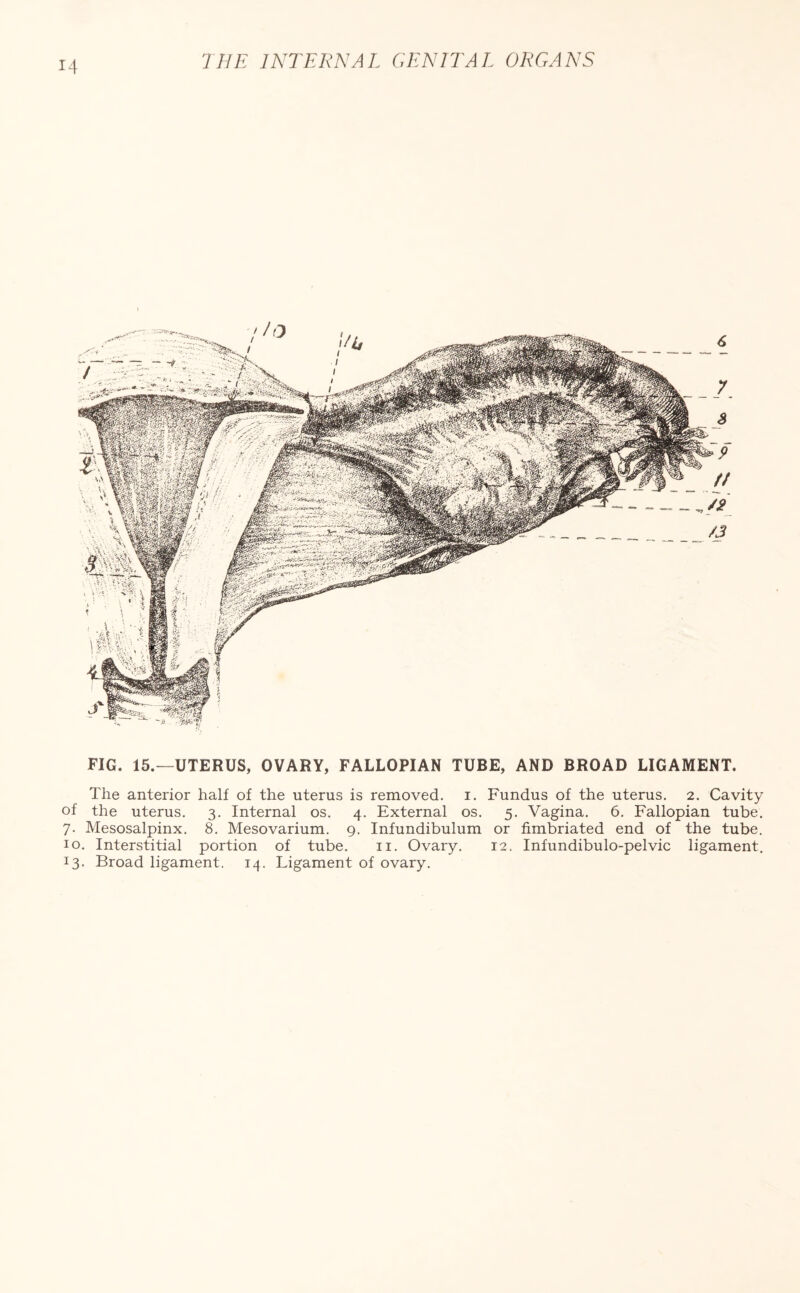 FIG. 15.—uterus, ovary, fallopian tube, and broad ligament. The anterior half of the uterus is removed, i. Fundus of the uterus. 2. Cavity of the uterus. 3. Internal os. 4. External os. 5. Vagina. 6. Fallopian tube. 7. Mesosalpinx. 8. Mesovarium. 9. Infundibulum or fimbriated end of the tube. 10. Interstitial portion of tube. 11. Ovary. 12. Infundibulo-pelvic ligament. 13. Broad ligament. 14. Ligament of ovary.