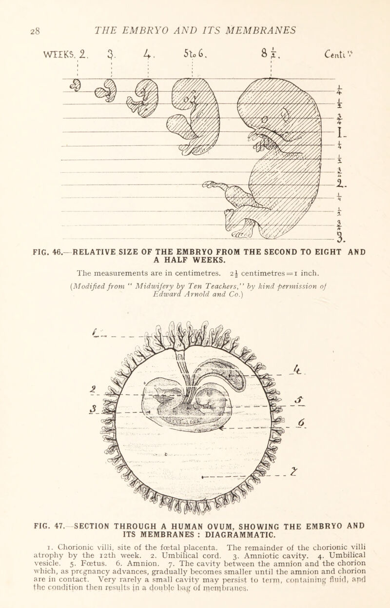 FIG. 46.- RELATIVE SIZE OF THE EMBRYO FROM THE SECOND TO EIGHT AND A HALF WEEKS. The measurements are in centimetres. 2\ centimetres = i inch. (.Modified from “ Midwifery by Ten Teachers,” by kind permission oj Edward Arnold and Co.) FIG. 47. -SECTION THROUGH A HUMAN OVUM, SHOWING THE EMBRYO AND ITS MEMBRANES : DIAGRAMMATIC. i. Chorionic villi, site of the foetal placenta. The remainder of the chorionic villi atrophy by the 12th week. 2. Umbilical cord. 3. Amniotic cavity. 4. Umbilical vesicle. 5. Foetus. 6. Amnion. 7. The cavity between the amnion and the chorion which, as pregnancy advances, gradually becomes smaller until the amnion and chorion are in contact. Very rarely a small cavity may persist to term, containing fluid, apd the condition then results jo a double bag of meipbntncs.