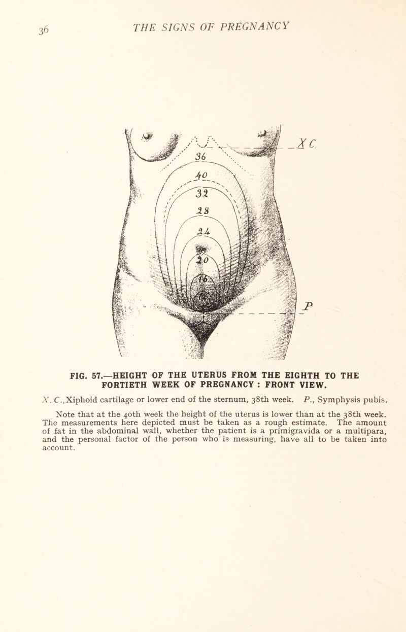 XC FIG. 57.—HEIGHT OF THE UTERUS FROM THE EIGHTH TO THE FORTIETH WEEK OF PREGNANCY : FRONT VIEW. X. C.,Xiphoid cartilage or lower end of the sternum, 38th week. P., Symphysis pubis. Note that at the 40th week the height of the uterus is lower than at the 38th week. The measurements here depicted must be taken as a rough estimate. The amount of fat in the abdominal wall, whether the patient is a primigravida or a multipara, and the personal factor of the person who is measuring, have all to be taken into account.