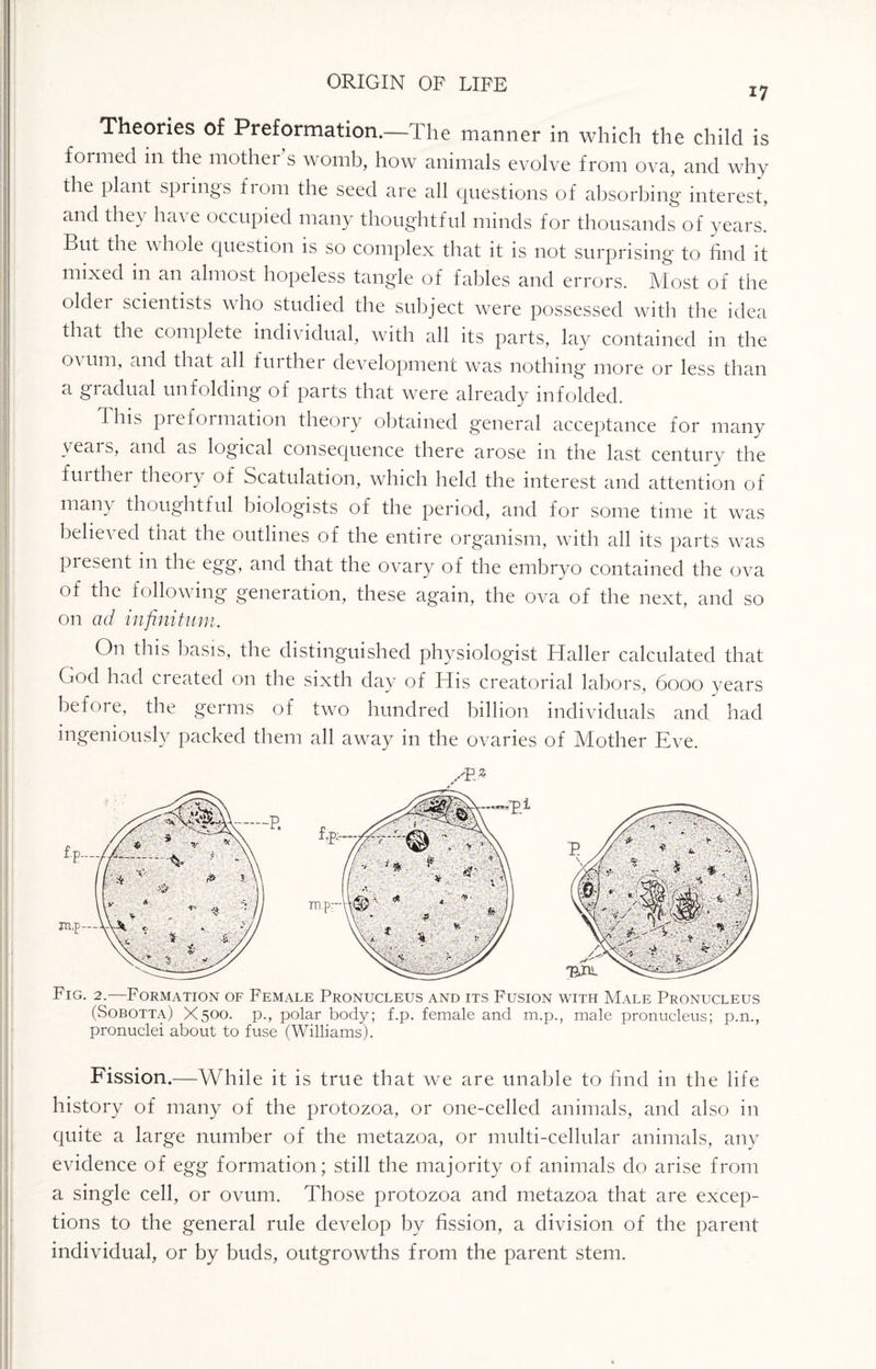 17 Theories of Preformation.—The manner in which the child is formed in the mothei s womb, how animals evolve from ova, and why the plant springs fiom the seed are all questions of absorbing interest, and they hn\ e occupied many thoughtful minds for thousands of years. But the whole question is so complex that it is not surprising to find it mixed in an almost hopeless tangle of fables and errors. Most of the oldei scientists who studied the subject were possessed with the idea that the complete indi\ idual, with all its parts, lay contained in the ovum, and that all further development was nothing more or less than a gradual unfolding of parts that were already infolded. This preformation theory obtained general acceptance for many years, and as logical consequence there arose in the last century the further theory of Scatulation, which held the interest and attention of many thoughtful biologists of the period, and for some time it was belie\ ed that the outlines of the entire organism, with all its parts was present in the egg, and that the ovary of the embryo contained the ova of the following generation, these again, the ova of the next, and so on ad infinitum. On this basis, the distinguished physiologist Haller calculated that God had created on the sixth day of His creatorial labors, 6000 years before, the germs of two hundred billion individuals and had ingeniously packed them all away in the ovaries of Mother Eve. Fig. 2.—Formation of Female Pronucleus and its Fusion with Male Pronucleus (Sobotta) X500. p., polar body; f.p. female and m.p., male pronueleus; p.n., pronuclei about to fuse (Williams). Fission.—While it is true that we are unable to find in the life history of many of the protozoa, or one-celled animals, and also in quite a large number of the metazoa, or multi-cellular animals, any evidence of egg formation; still the majority of animals do arise from a single cell, or ovum. Those protozoa and metazoa that are excep¬ tions to the general rule develop by fission, a division of the parent individual, or by buds, outgrowths from the parent stem.