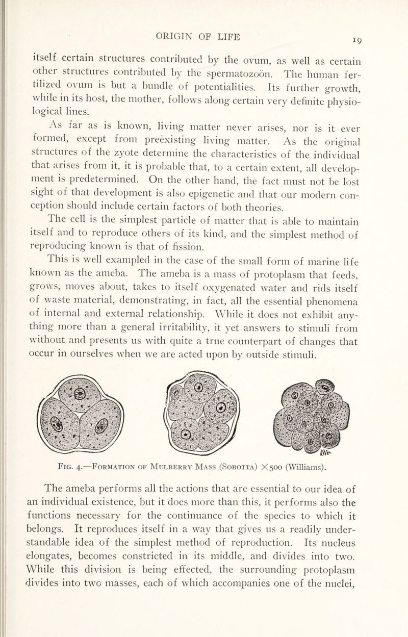 19 itself certain structures contributed by the ovum, as well as certain othei structuies conti ibuted by the spermatozoon. The human fer¬ tilized ovum is but a bundle of potentialities. Its further growth, while m its host, the mother, follows along certain very definite physio¬ logical lines. As far as is known, living matter never arises, nor is it ever formed, except from preexisting living matter. As the original structures of the zyote determine the characteristics of the individual that arises from it, it is probable that, to a certain extent, all develop¬ ment is predetermined. On the other hand, the fact must not be lost sight of that development is also epigenetic and that our modern con¬ ception should include certain factors of both theories. The cell is the simplest particle of matter that is able to maintain itself and to reproduce others of its kind, and the simplest method of reproducing known is that of fission. This is well exampled in the case of the small form of marine life known as the ameba. The ameba is a mass of protoplasm that feeds, grows, moves about, takes to itself oxygenated water and rids itself of waste material, demonstrating, in fact, all the essential phenomena of internal and external relationship. While it does not exhibit any¬ thing more than a general irritability, it yet answers to stimuli from without and presents us with quite a true counterpart of changes that occur in ourselves when we are acted upon by outside stimuli. Fig. 4.—Formation of Mulberry Mass (Sobotta) X500 (Williams). The ameba performs all the actions that are essential to our idea of an individual existence, but it does more than this, it performs also the functions necessary for the continuance of the species to which it belongs. It reproduces itself in a way that gives us a readily under¬ standable idea of the simplest method of reproduction. Its nucleus elongates, becomes constricted in its middle, and divides into two. While this division is being effected, the surrounding protoplasm divides into two masses, each of which accompanies one of the nuclei,