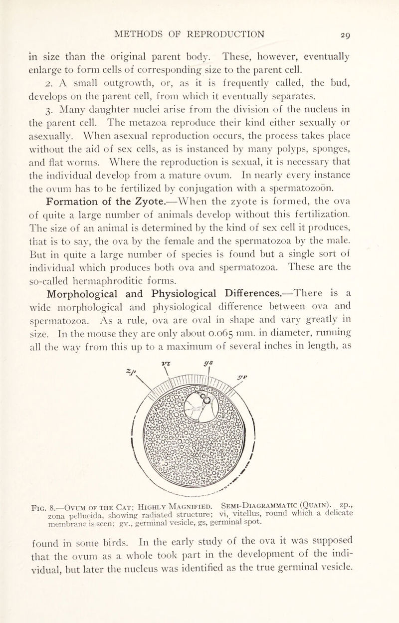 in size than the original parent body. These, however, eventually enlarge to form cells of corresponding size to the parent cell. 2. A small outgrowth, or, as it is frequently called, the bud, develops on the parent cell, from which it eventually separates. 3. Many daughter nuclei arise from the division of the nucleus in the parent cell. The metazoa reproduce their kind either sexually or asexually. When asexual reproduction occurs, the process takes place without the aid of sex cells, as is instanced by many polyps, sponges, and flat worms. Where the reproduction is sexual, it is necessary that the individual develop from a mature ovum. In nearly every instance the ovum has to be fertilized by conjugation with a spermatozoon. Formation of the Zyote.—When the zyote is formed, the ova of quite a large number of animals develop without this fertilization. The size of an animal is determined by the kind of sex cell it produces, that is to say, the ova by the female and the spermatozoa by the male. But in quite a large number of species is found but a single sort of individual which produces both ova and spermatozoa. These are the so-called hermaphroditic forms. Morphological and Physiological Differences.—There is a wide morphological and physiological difference between ova and spermatozoa. As a rule, ova are oval in shape and vary greatly in size. In the mouse they are only about 0.065 mm- in diameter, running all the way from this up to a maximum of several inches in length, as vx i/s Pig. g—Ovum of the Cat; Highly Magnified. Semi-Diagrammatic (Quain). zp., zona pellucida, showing radiated structure; vi,_ vitellus, round which a delicate membrane is seen; gv., germinal vesicle, gs, germinal spot. found in some birds. In the early study of the ova it was supposed that the ovum as a whole took part in the development of the indi¬ vidual, but later the nucleus was identified as the true germinal vesicle.