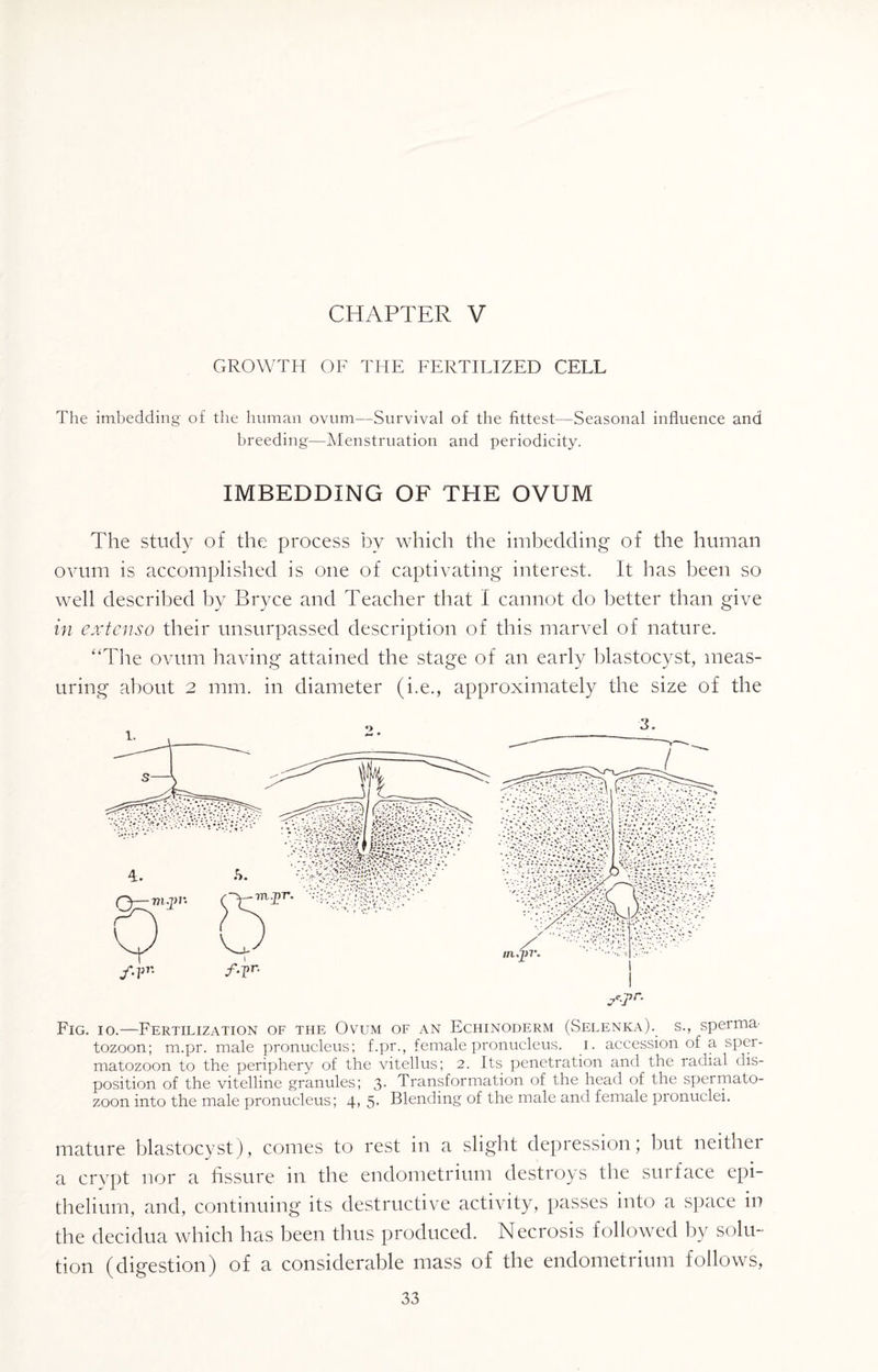 GROWTH OF THE FERTILIZED CELL The imbedding of the human ovum—Survival of the fittest—Seasonal influence and breeding—Menstruation and periodicity. IMBEDDING OF TPIE OVUM The study of the process by which the imbedding of the human ovum is accomplished is one of captivating interest. It has been so well described by Bryce and Teacher that I cannot do better than give in extenso their unsurpassed description of this marvel of nature. “The ovum having attained the stage of an early blastocyst, meas¬ uring about 2 mm. in diameter (i.e., approximately the size of the Fig. io.—Fertilization of the Ovum of an Echinoderm (Selenka). s., sperma¬ tozoon; m.pr. male pronucleus; f.pr., female pronucleus, i. accession of a sper¬ matozoon to the periphery of the vitellus; 2. Its penetration and the radial dis¬ position of the vitelline granules; 3- Transformation of the head of the spermato¬ zoon into the male pronucleus; 4> 5- Blending of the male and female pronuclei. mature blastocyst), comes to rest in a slight depression; but neithei a crypt nor a fissure in the endometrium destroys the surface epi¬ thelium, and, continuing its destructive activity, passes into a space in the decidua which has been thus produced. Necrosis followed by solu¬ tion (digestion) of a considerable mass of the endometrium follows,