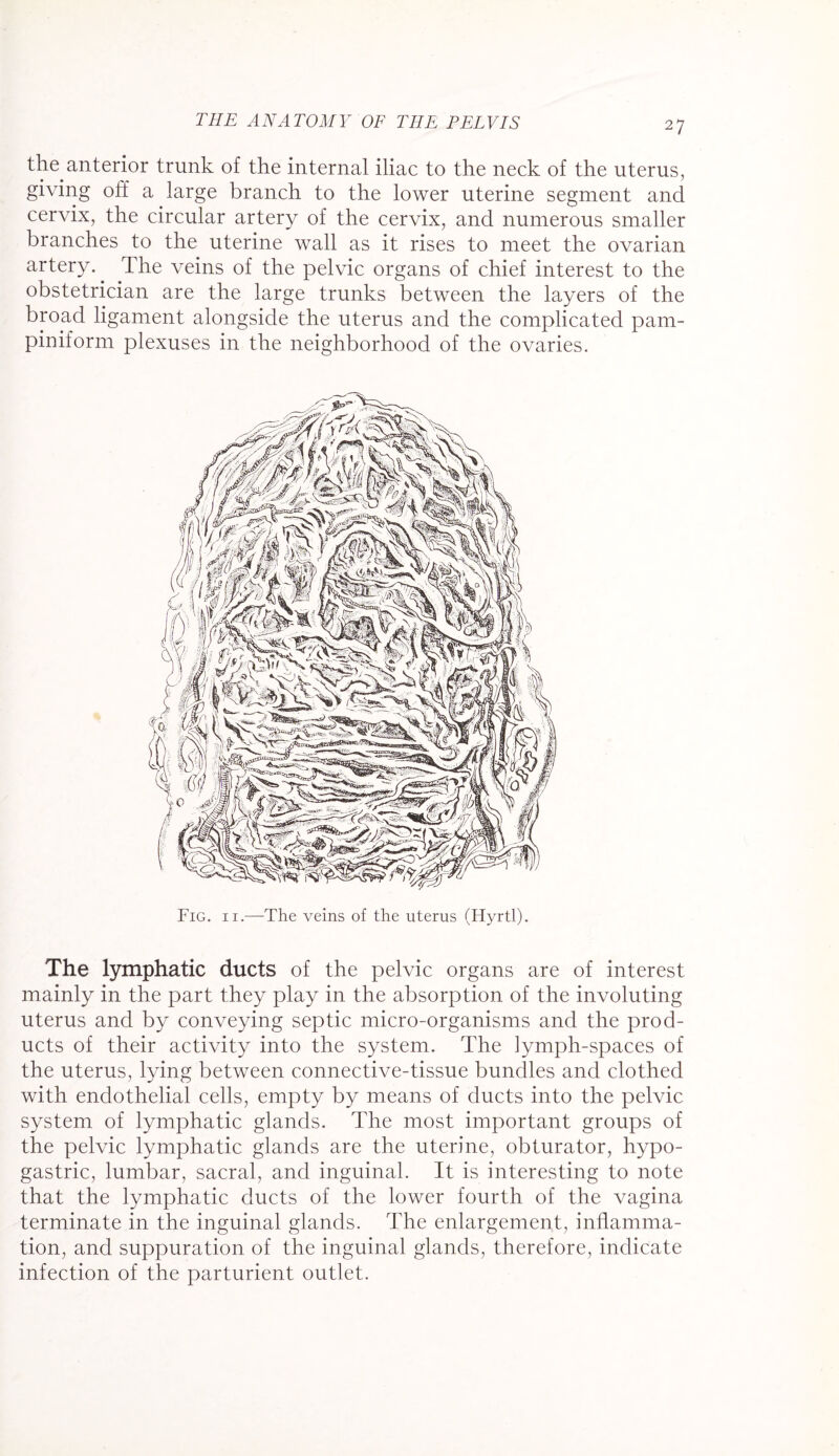the anterior trunk of the internal iliac to the neck of the uterus, giving off a large branch to the lower uterine segment and cervix, the circular artery of the cervix, and numerous smaller branches to the uterine wall as it rises to meet the ovarian artery. The veins of the pelvic organs of chief interest to the obstetrician are the large trunks between the layers of the broad ligament alongside the uterus and the complicated pam¬ piniform plexuses in the neighborhood of the ovaries. Fig. ii.—The veins of the uterus (Hyrtl). The lymphatic ducts of the pelvic organs are of interest mainly in the part they play in the absorption of the involuting uterus and by conveying septic micro-organisms and the prod¬ ucts of their activity into the system. The lymph-spaces of the uterus, lying between connective-tissue bundles and clothed with endothelial cells, empty by means of ducts into the pelvic system of lymphatic glands. The most important groups of the pelvic lymphatic glands are the uterine, obturator, hypo¬ gastric, lumbar, sacral, and inguinal. It is interesting to note that the lymphatic ducts of the lower fourth of the vagina terminate in the inguinal glands. The enlargement, inflamma¬ tion, and suppuration of the inguinal glands, therefore, indicate infection of the parturient outlet.