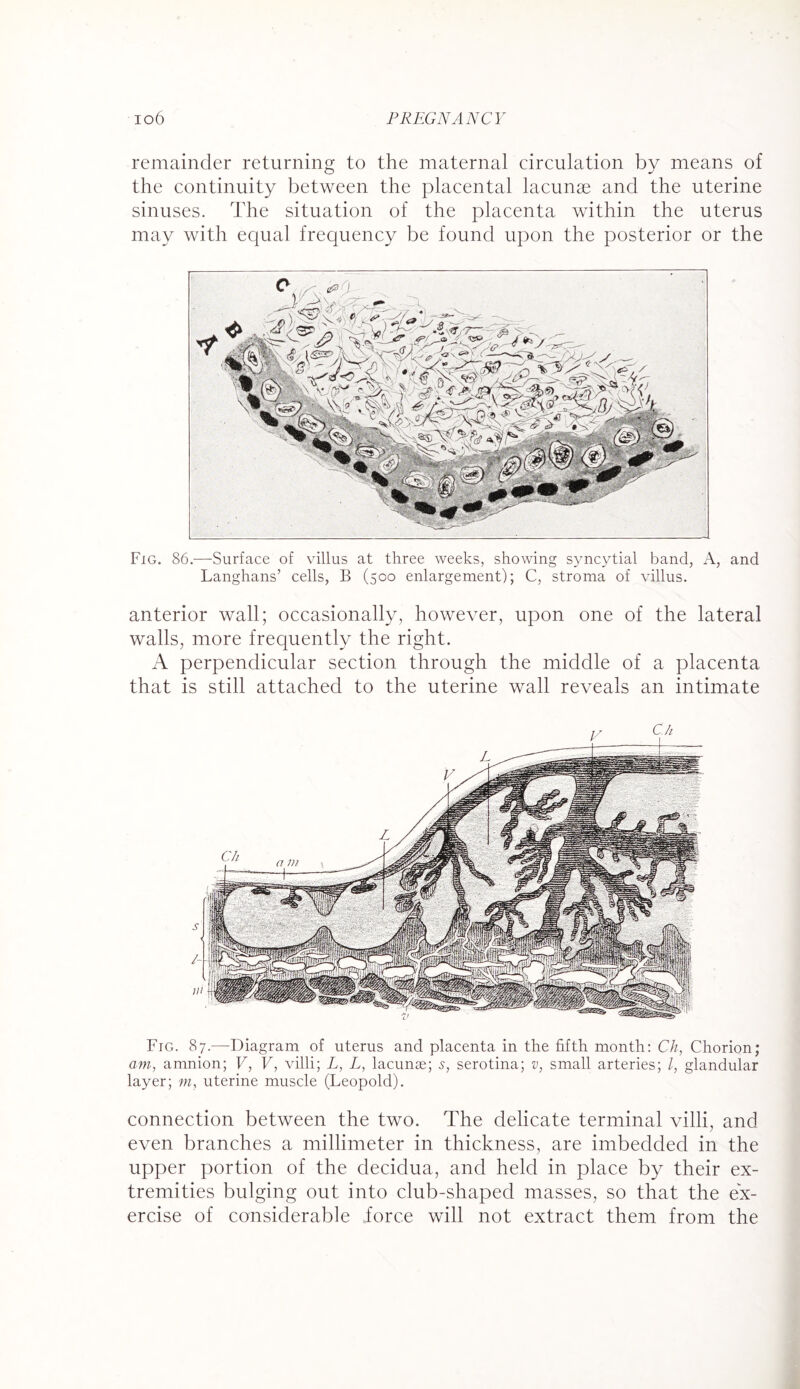 remainder returning to the maternal circulation by means of the continuity between the placental lacunae and the uterine sinuses. The situation of the placenta within the uterus may with equal frequency be found upon the posterior or the Fig. 86.—Surface of villus at three weeks, showing syncytial band, A, and Langhans’ cells, B (500 enlargement); C, stroma of villus. anterior wall; occasionally, however, upon one of the lateral walls, more frequently the right. A perpendicular section through the middle of a placenta that is still attached to the uterine wall reveals an intimate Fig. 87.'—Diagram of uterus and placenta in the fifth month: Ch, Chorion; am, amnion; V, V, villi; L, L, lacunas; 5, serotina; v, small arteries; l, glandular layer; m, uterine muscle (Leopold). connection between the two. The delicate terminal villi, and even branches a millimeter in thickness, are imbedded in the upper portion of the decidua, and held in place by their ex¬ tremities bulging out into club-shaped masses, so that the ex¬ ercise of considerable force will not extract them from the