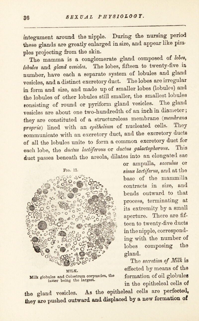 integument around tlie nipple. During the nursing period these glands are greatly enlarged in size, and appear like pirn- pies projecting from the skin. The mamma is a conglomerate gland composed of lobes, lobules and gland vesicles. The lobes, fifteen to twenty-five in number, have each a separate system of lobules and gland vesicles, and a distinct excretory duct. The lobes are irregular in form and size, and made up of smaller lobes (lobules) and the lobules of other lobules still smaller, the smallest lobules consisting of round or pyriform gland vesicles. The gland vesicles are about one two-hundredth of an inch in diameter; they are constituted of a structureless membrane (membrana propria) lined with an epithelium of nucleated cells. -They communicate with an excretory duct, and the excretory ducts of all the lobules unite to form a common excretory duct for each lobe, the ductus lactiferous or ductus galactophorous. This duct passes beneath the areola, dilates into an elongated sac or ampulla, sacculus or sinus ladiferus, and at the base of the mammilla contracts in size, and bends outward to that process, terminating at its extremity by a small aperture. There are fif¬ teen to twenty-five ducts in the nipple, correspond¬ ing with the number of lobes composing the gland. The secretion of Milk is effected by means of the formation of oil globules in the epitheleal cells of the gland vesicles. As the epitheleal cells are perfected, they are pushed outward and displaced by a new formation of Fig. 12. .06 oov.Ct 9 cOO®o Q n °o £ 0° oo0° 0 o.._ ,9j^Q°oogo° 0*&oo&C)a 0 ,<b <Vo o aCTC,; °° rr-c\.1' O °C ClPoP° 0 1° “O 0 ©v~'o„o 4lo o obo:'* qo „ OO o<?' ' o O Q o® o( COO c o OV6 • - II cRq° ,  ‘cc&,o*»0°O t(ro° .op -• X 0 o r\ 0 0 O <500°o r, n o 0 v-o .. Co OOocv, Gcko •<}«8° MILK. T> aO . , dp n°PO 0 *• b^oU r) nO«a ■ o° o rd « 'O 0 g^o/'iP Twilit globules and Colostrum corpuscles, the latter being the largest.