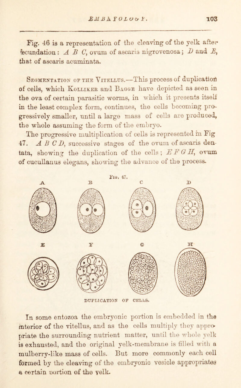 Fig. 46 is a representation of the cleaving of the yelk after fecundation: A B C, ovum of ascaris nigrovenosa; B and B, that of ascaris acuminata. Segmentation of tiie Vitellus.—This process of duplication of cells, which Kollikeb, and Baqge have depicted as seen in the ova of certain parasitic worms, in which it presents itseli in the least complex form, continues, tho cells becoming pro¬ gressively smaller, until a large mass of cells are produced, the whole assuming the form of the embryo. The progressive multiplication of cells is represented in Fig 47. A B CI), successive stages of the ovum of ascaris den- tata, showing the duplication of the cells ; JE F GII, ovum of cucullanus elegans, showing the advance of the process. JY n Fxo, 47. C I) JE DUPLICATION OF CELLS. H In some entozoa the embryonic portion is embedded in the interior of the vitellus, and as the cells multiply they appro¬ priate the surrounding nutrient matter, until the whole yelk is exhausted, and the original yelk-membrane is filled with a mulberry-like mass of cells. But more commonly each cell formed by the cleaving of the embryonic vesicle appropriates a certain nortion of tho yelk.