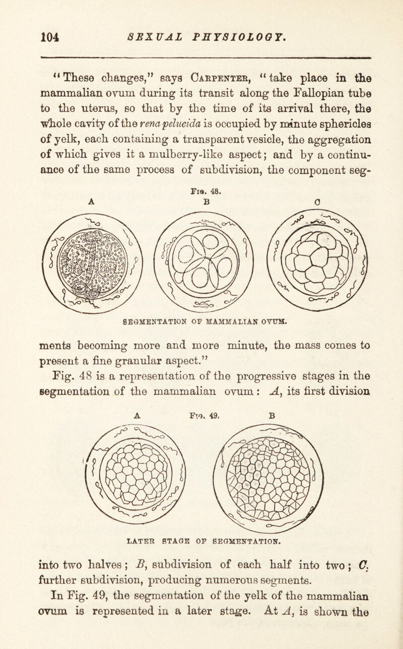 tl These changes,” says Caepentee, “ take place in the mammalian ovum during its transit along the Fallopian tube to the uterus, so that by the time of its arrival there, the whole cavity of the rena pelucida is occupied by minute sphericles of yelk, each containing a transparent vesicle, the aggregation of which gives it a mulberry-like aspect; and by a continu¬ ance of the same process of subdivision, the component seg- Fia. 48. ABO SEGMENTATION OF MAMMALIAN OVUM. ments becoming more and more minute, the mass comes to present a fine granular aspect.” Fig. 48 is a representation of the progressive stages in the segmentation of the mammalian ovum : A, its first division A Fw. 49, B LATER STAGE OP SEGMENTATION. into two halves ; B, subdivision of each half into two; C. further subdivision, producing numerous segments. In Fig. 49, the segmentation of the yelk of the mammalian ovum is represented in a later stage. At A, is shown the