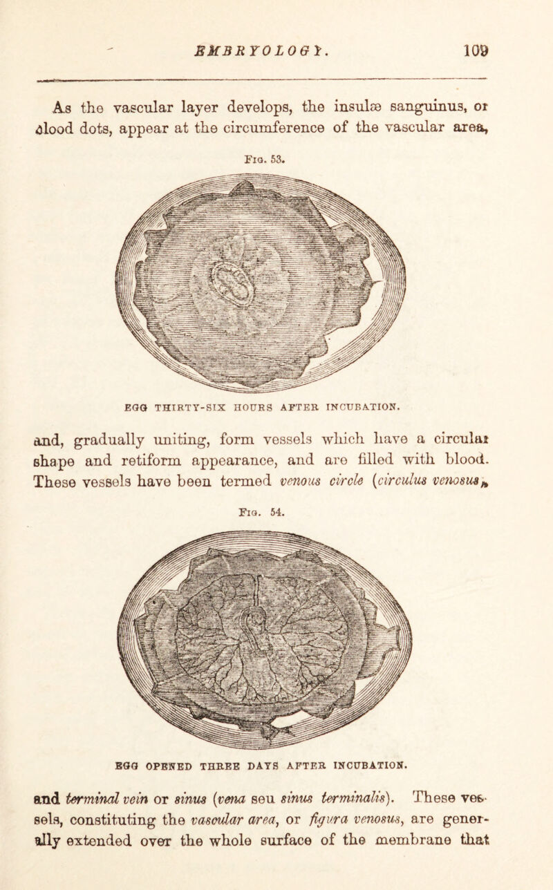 As the vascular layer develops, the insulce sanguinus, or dlood dots, appear at the circumference of the vascular area, Fia. 53. EGG THIRTY-SIX HOURS AFTER INCUBATION. and, gradually uniting, form vessels which have a circular shape and retiform appearance, and are filled with blood. These vessels have been termed venous circle [circulua vc?iosusH Fiq. 54. EGG OPENED THREE DAYS AFTER INCUBATION. and terminal vein or sinus (vena seu sinus terminalis). These ves¬ sels, constituting the vascular area, or figura venosus, are gener¬ ally extended over the whole surface of the membrane that