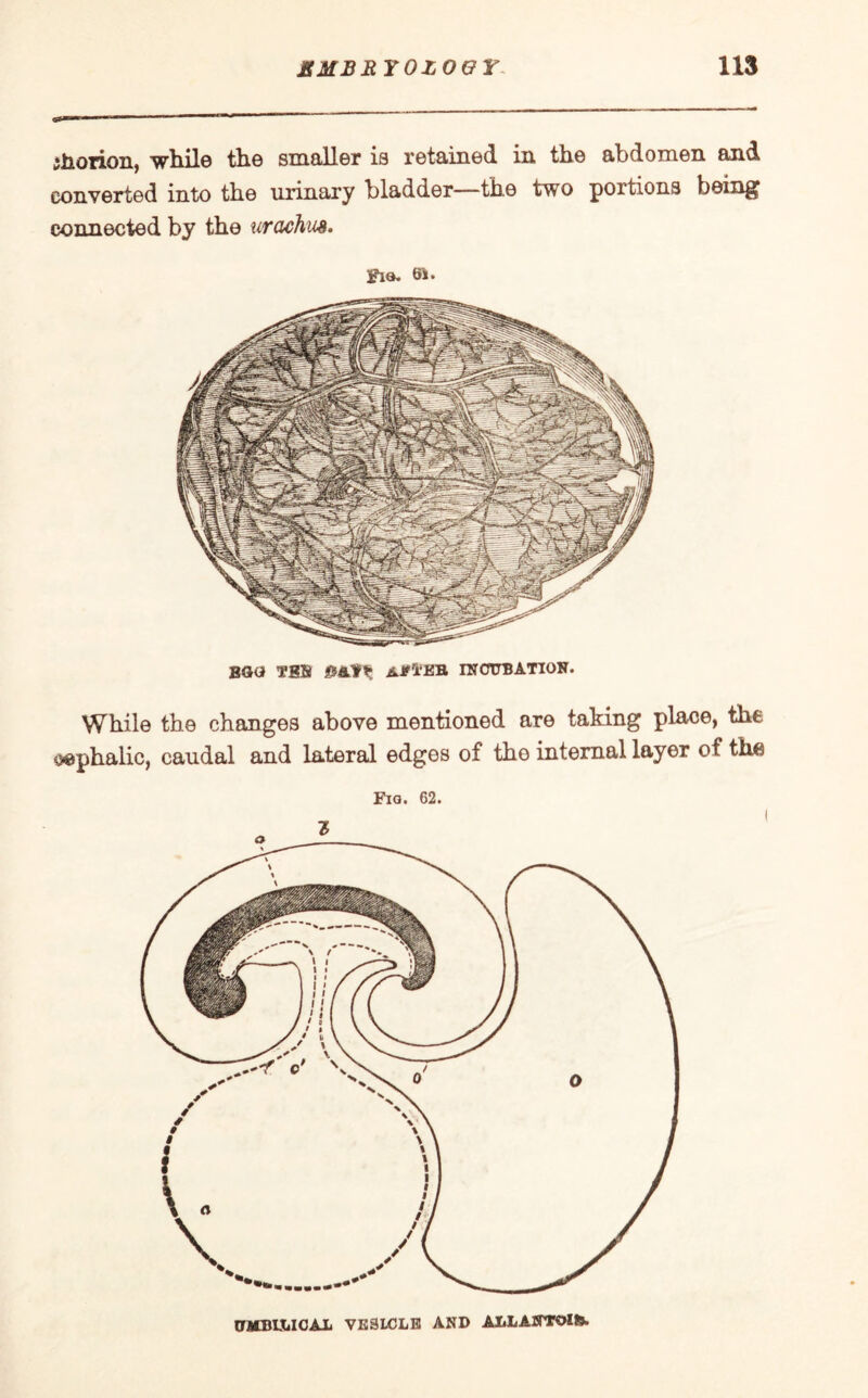 ihorion, wh.il© the smaller is retained in the abdomen and converted into the urinary bladder—the two portions being connected by the urachus. Fie. While the changes above mentioned are taking place, the g^phalic, caudal and lateral edges of the internal layer of the Fig. 62. UMBl&ICAL VESLCLE AND ALLANTOilfc