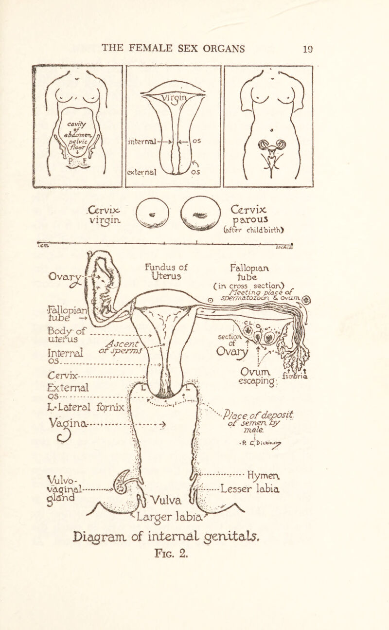 virgin. Cervix porous (after childbirth) <cnL Ova m Fundus of Uterus tnc-A<sl Fallopian lube (irv cross section.) fleeting place of spermatozoon & ovum./ Vulvo - vaginal.-> land •Kbllcpian lube Body of uterus Ascent. Internal of sperms 05...... Cervix.r.> External os L* Lateral fornix Hymen, Lesser labia Vulva Larger labia Diagram, of internal genitals.