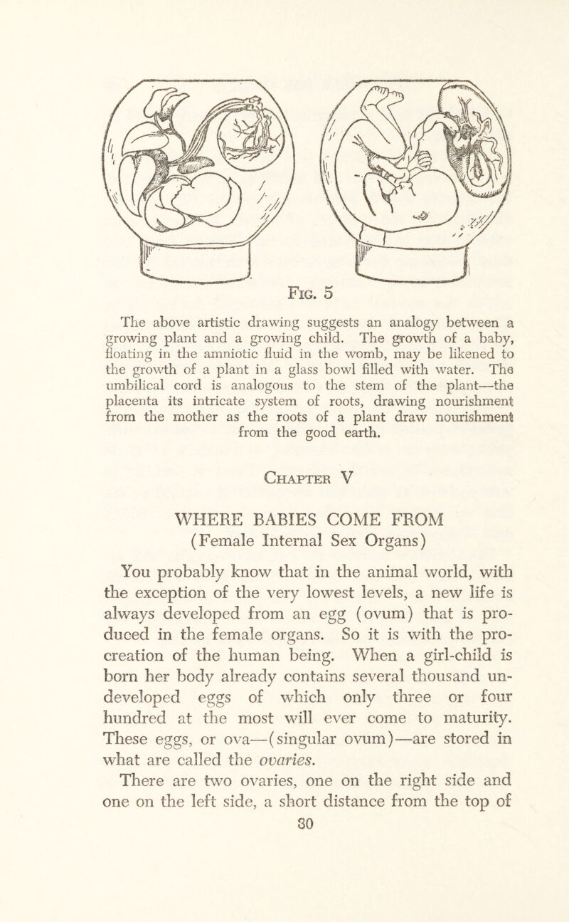 The above artistic drawing suggests an analogy between a growing plant and a growing child. The growth of a baby, floating in the amniotic fluid in the womb, may be likened to the growth of a plant in a glass bowl filled with water. The umbilical cord is analogous to the stem of the plant—the placenta its intricate system of roots, drawing nourishment from the mother as the roots of a plant draw nourishment from the good earth. Chapter V WHERE BABIES COME FROM (Female Internal Sex Organs) Yon probably know that in the animal world, with the exception of the very lowest levels, a new life is always developed from an egg (ovum) that is pro¬ duced in the female organs. So it is with the pro¬ creation of the human being. When a girl-child is born her body already contains several thousand un¬ developed eggs of which only three or four hundred at the most will ever come to maturity. These eggs, or ova—(singular ovum)—are stored in what are called the ovaries. There are two ovaries, one on the right side and one on the left side, a short distance from the top of 80