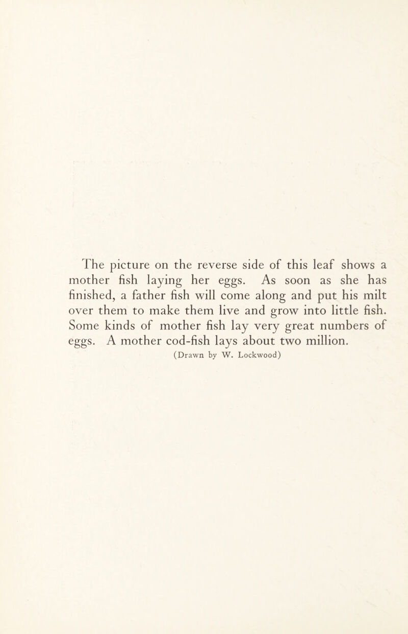 mother fish laying her eggs. As soon as she has finished, a father fish will come along and put his milt over them to make them live and grow into little fish. Some kinds of mother fish lay very great numbers of eggs. A mother cod-fish lays about two million. (Drawn by W. Lockwood)