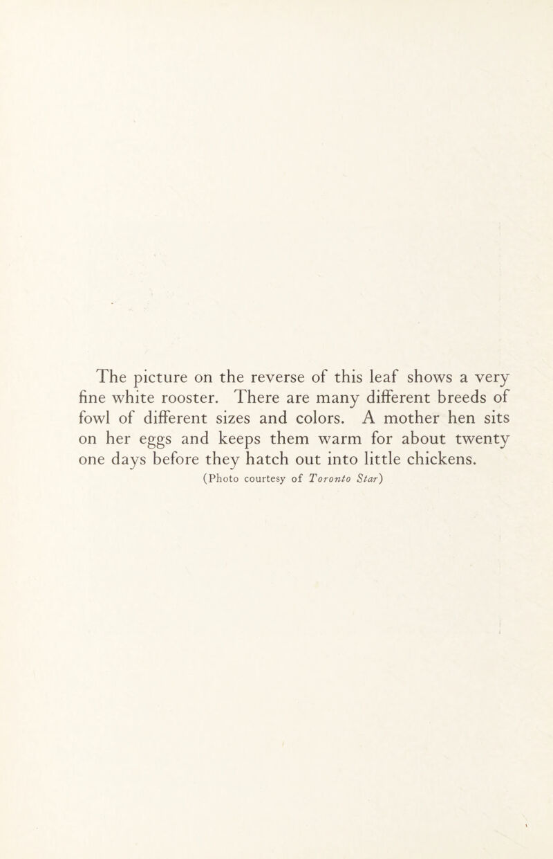The picture on the reverse of this leaf shows a very fine white rooster. There are many different breeds of fowl of different sizes and colors. A mother hen sits on her eggs and keeps them warm for about twenty one days before they hatch out into little chickens.