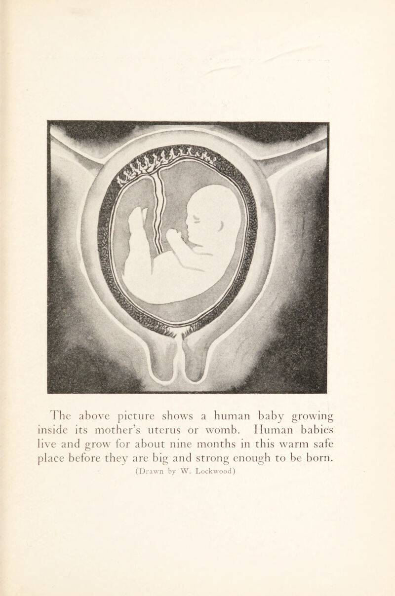 The above picture shows a human baby growing inside its mother’s uterus or womb. Human babies live and grow for about nine months in this warm safe place before they are big and strong enough to be born. (Drawn by W. Lockwood)
