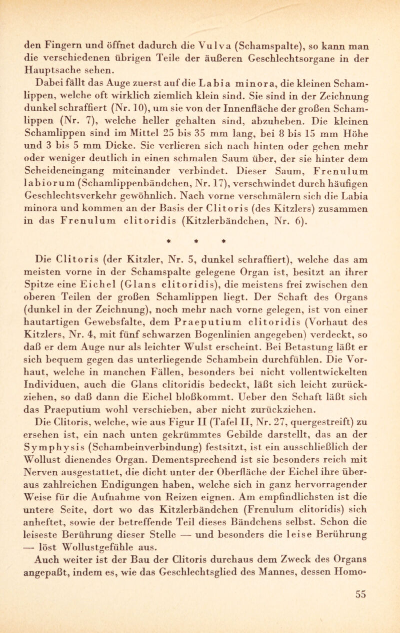 den Fingern und öffnet dadurch die Vulva (Schamspalte), so kann man die verschiedenen übrigen Teile der äußeren Geschlechtsorgane in der Hauptsache sehen. Dabei fällt das Auge zuerst auf die Labia minor a, die kleinen Scham- iipp en, welche oft wirklich ziemlich klein sind. Sie sind in der Zeichnung dunkel schraffiert (Nr. 10), um sie von der Innenfläche der großen Scham¬ lippen (Nr. 7), welche heller gehalten sind, abzuheben. Die kleinen Schamlippen sind im Mittel 25 bis 35 mm lang, bei 8 bis 15 mm Höhe und 3 bis 5 mm Dicke. Sie verlieren sich nach hinten oder gehen mehr oder weniger deutlich in einen schmalen Saum über, der sie hinter dem Scheideneingang miteinander verbindet. Dieser Saum, Frenulum labiorum (Schamlippenbändchen, Nr. 17), verschwindet durch häufigen Geschlechtsverkehr gewöhnlich. Nach vorne verschmälern sich die Labia minora und kommen an der Basis der Clitoris (des Kitzlers) zusammen in das Frenulum clitoridis (Kitzlerbändchen, Nr. 6). * * * Die Clitoris (der Kitzler, Nr. 5, dunkel schraffiert), welche das am meisten vorne in der Schamspalte gelegene Organ ist, besitzt an ihrer Spitze eine Eichel (Glans clitoridis), die meistens frei zwischen den oberen Teilen der großen Schamlippen liegt. Der Schaft des Organs (dunkel in der Zeichnung), noch mehr nach vorne gelegen, ist von einer hautartigen Gewebsfalte, dem Praeputium clitoridis (Vorhaut des Kitzlers, Nr. 4, mit fünf schwarzen Bogenlinien angegeben) verdeckt, so daß er dem Auge nur als leichter Wulst erscheint. Bei Betastung läßt er sich bequem gegen das unterliegende Schambein durchfühlen. Die Vor¬ haut, welche in manchen Fällen, besonders bei nicht vollentwickelten Individuen, auch die Glans clitoridis bedeckt, läßt sich leicht zurück¬ ziehen, so daß dann die Eichel bloßkommt. Ueber den Schaft läßt sich das Praeputium wohl verschieben, aber nicht zurückziehen. Die Clitoris, welche, wie aus Figur II (Tafel II, Nr. 27, quergestreift) zu ersehen ist, ein nach unten gekrümmtes Gebilde darstellt, das an der Symphysis (Schambeinverbindung) festsitzt, ist ein ausschließlich der Wollust dienendes Organ. Dementsprechend ist sie besonders reich mit Nerven ausgestattet, die dicht unter der Oberfläche der Eichel ihre über¬ aus zahlreichen Endigungen haben, welche sich in ganz hervorragender Weise für die Aufnahme von Reizen eignen. Am empfindlichsten ist die untere Seite, dort wo das Kitzlerbändchen (Frenulum clitoridis) sich anheftet, sowie der betreffende Teil dieses Bändchens selbst. Schon die leiseste Berührung dieser Stelle — und besonders die leise Berührung — löst Wollustgefühle aus. Auch weiter ist der Bau der Clitoris durchaus dem Zweck des Organs angepaßt, indem es, wie das Geschlechtsglied des Mannes, dessen Homo*