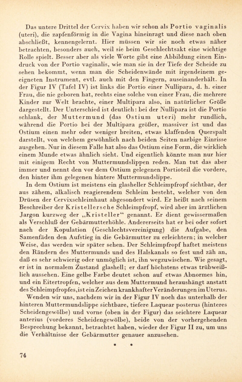 Das untere Drittel der Cervix haben wir schon als Portio vaginalis (uteri), die zapfenförmig in die Vagina hineinragt und diese nach oben abschließt, kennengelernt. Hier müssen wir sie noch etwas näher betrachten, besonders auch, weil sie beim Geschlechtsakt eine wichtige Rolle spielt. Besser aber als viele Worte gibt eine Abbildung einen Ein¬ druck von der Portio vaginalis, wie man sie in der Tiefe der Scheide zu sehen bekommt, wenn man die Scheidenwände mit irgendeinem ge¬ eigneten Instrument, evtl, auch mit den Fingern, auseinanderhält. In der Figur IV (Tafel IV) ist links die Portio einer Nullipara, d. h. einer Frau, die nie geboren hat, rechts eine solche von einer Frau, die mehrere Kinder zur Welt brachte, einer Multipara also, in natürlicher Größe dargestellt. Der Unterschied ist deutlich: bei der Nullipara ist die Portio schlank, der Muttermund (das Ostium uteri) mehr rundlich, während die Portio bei der Multipara größer, massiver ist und das Ostium einen mehr oder weniger breiten, etwas klaffenden Querspalt darstellt, von welchem gewöhnlich nach beiden Seiten narbige Einrisse ausgehen. Nur in diesem Falle hat also das Ostium eine Form, die wirklich einem Munde etwas ähnlich sieht. Und eigentlich könnte man nur hier mit einigem Recht von Muttermundslippen reden. Man tut das aber immer und nennt den vor dem Ostium gelegenen Portioteil die vordere, den hinter ihm gelegenen hintere Muttermundslippe. In dem Ostium ist meistens ein glasheller Schleimpfropf sichtbar, der aus zähem, alkalisch reagierendem Schleim besteht, welcher von den Drüsen der Cervixschleimhaut abgesondert wird. Er heißt nach seinem Beschreiber der Kristellersche Schleimpfropf, wird aber im ärztlichen Jargon kurzweg der ,,Kriste 11er44 genannt. Er dient gewissermaßen als Verschluß der Gebärmutterhöhle. Andererseits hat er bei oder sofort nach der Kopulation (Geschlechtsvereinigung) die Aufgabe, den Samenfäden den Aufstieg in die Gebärmutter zu erleichtern; in welcher Weise, das werden wir später sehen. Der Schleimpfropf haftet meistens den Rändern des Muttermunds und des Halskanals so fest und zäh an, daß es sehr schwierig oder unmöglich ist, ihn wegzuwischen. Wie gesagt, er ist in normalem Zustand glashell; er darf höchstens etwas trüb weiß¬ lich aussehen. Eine gelbe Farbe deutet schon auf etwas Abnormes hin, und ein Eitertropfen, welcher aus dem Muttermund heraushängt anstatt des Schleimpfropfes,isteinZeichen krankhafter Veränderungen imUterus. Wenden wir uns, nachdem wir in der Figur IV noch das unterhalb der hinteren Muttermundslippe sichtbare, tiefere Laquear posterus (hinteres Scheidengewölbe) und vorne (oben in der Figur) das seichtere Laquear anterius (vorderes Scheidengewölbe), beide von der vorhergehenden Besprechung bekannt, betrachtet haben, wieder der Figur II zu, um uns die Verhältnisse der Gebärmutter genauer anzusehen. * *