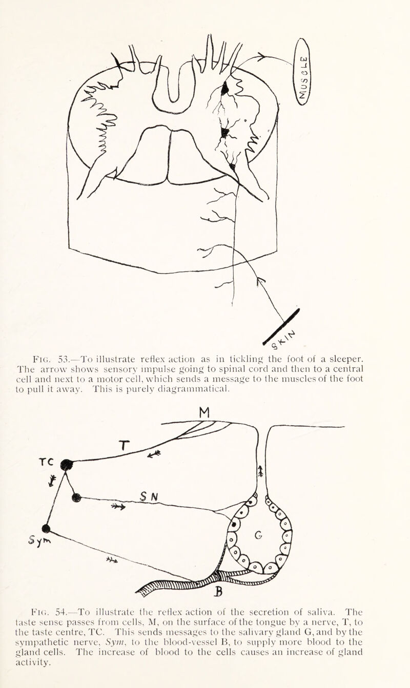 The arrow shows sensory impulse going to spinal cord and then to a central cell and next to a motor cell, which sends a message to the muscles of the foot to pull it away. This is purely diagrammatical. M Fig. 54.—To illustrate the reflex action of the secretion of saliva. The taste sense passes from cells, M, on the surface of the tongue by a nerve, T, to the taste centre, TC. This sends messages to the salivary gland G, and by the sympathetic nerve, Sym, to the blood-vessel B, to supply more blood to the gland cells. The increase of blood to the cells causes an increase of gland activity.