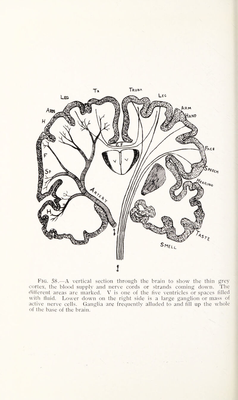 Trunk T* I Fig. 58.—A vertical section through the brain to show the thin grey cortex, the blood supply and nerve cords or strands coining down. The different areas are marked. V is one of the live ventricles or spaces filled with fluid. Lower down on the right side is a large ganglion or mass of active nerve cells. Ganglia are frequently alluded to and fill up the whole of the base of the brain.