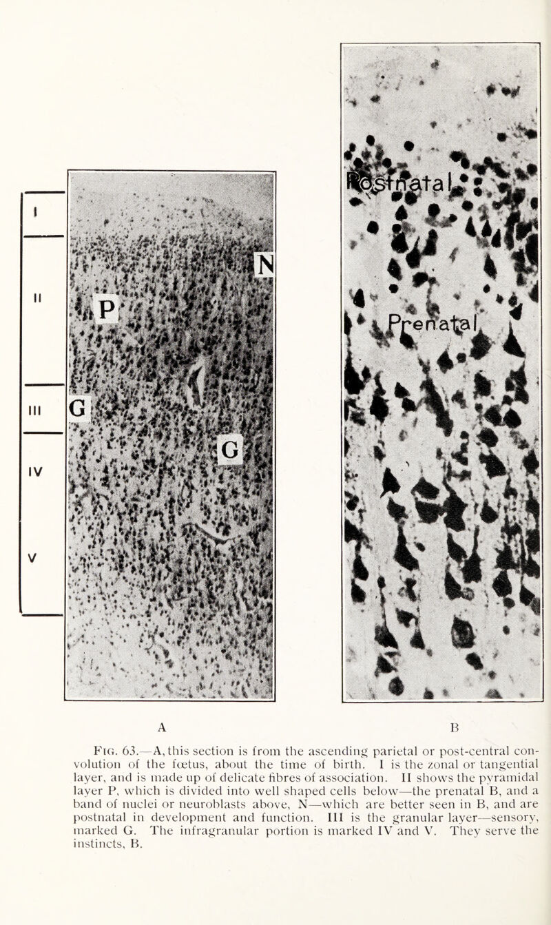 A B Fig. 63.—A, this section is from the ascending parietal or post-central con¬ volution of the foetus, about the time of birth. I is the zonal or tangential layer, and is made up of delicate fibres of association. II shows the pyramidal layer P, which is divided into well shaped cells below—the prenatal B, and a band of nuclei or neuroblasts above, N—which are better seen in B, and are postnatal in development and function. Ill is the granular layer—sensory, marked G. The infragranular portion is marked IV and V. They serve the instincts, B.