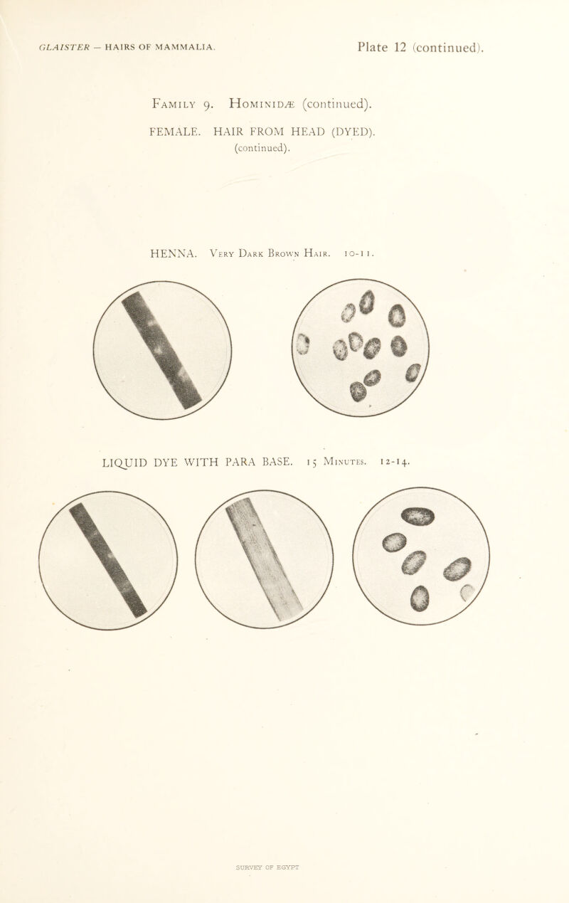 Family 9. Hominid^ (continued). FEMALE. HAIR FROM HEAD (DYED). (continued). HENNA. Very Dark Brown Hair. io-i 1. LIQUID DYE WITH PARA BASE. 15 Minutes. 12-14.