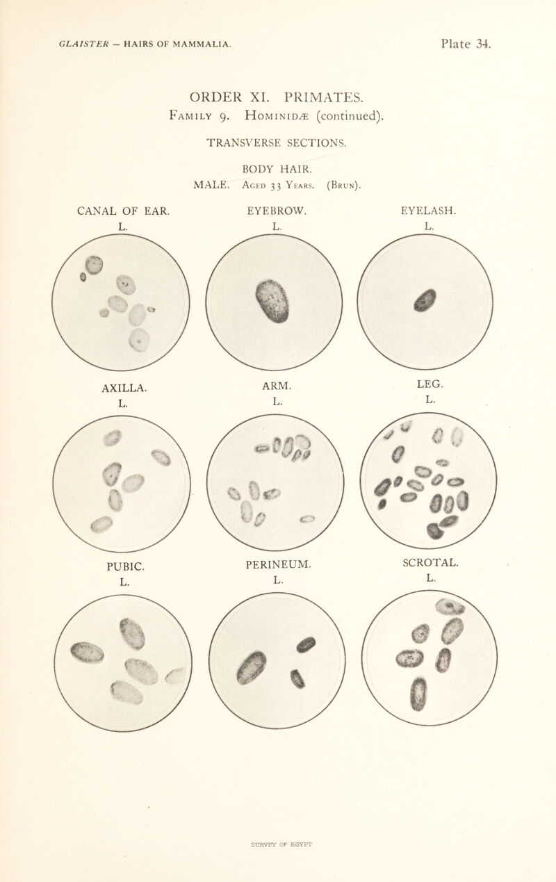 ORDER XI. PRIMATES. Family 9. Hominid^ (continued). TRANSVERSE SECTIONS. BODY HAIR. MALE. Aged 33 Years. (Brun). CANAL OF EAR. L. AXILLA. L. PUBIC. L. EYEBROW. L. ARM. L. EYELASH. L. LEG. L.