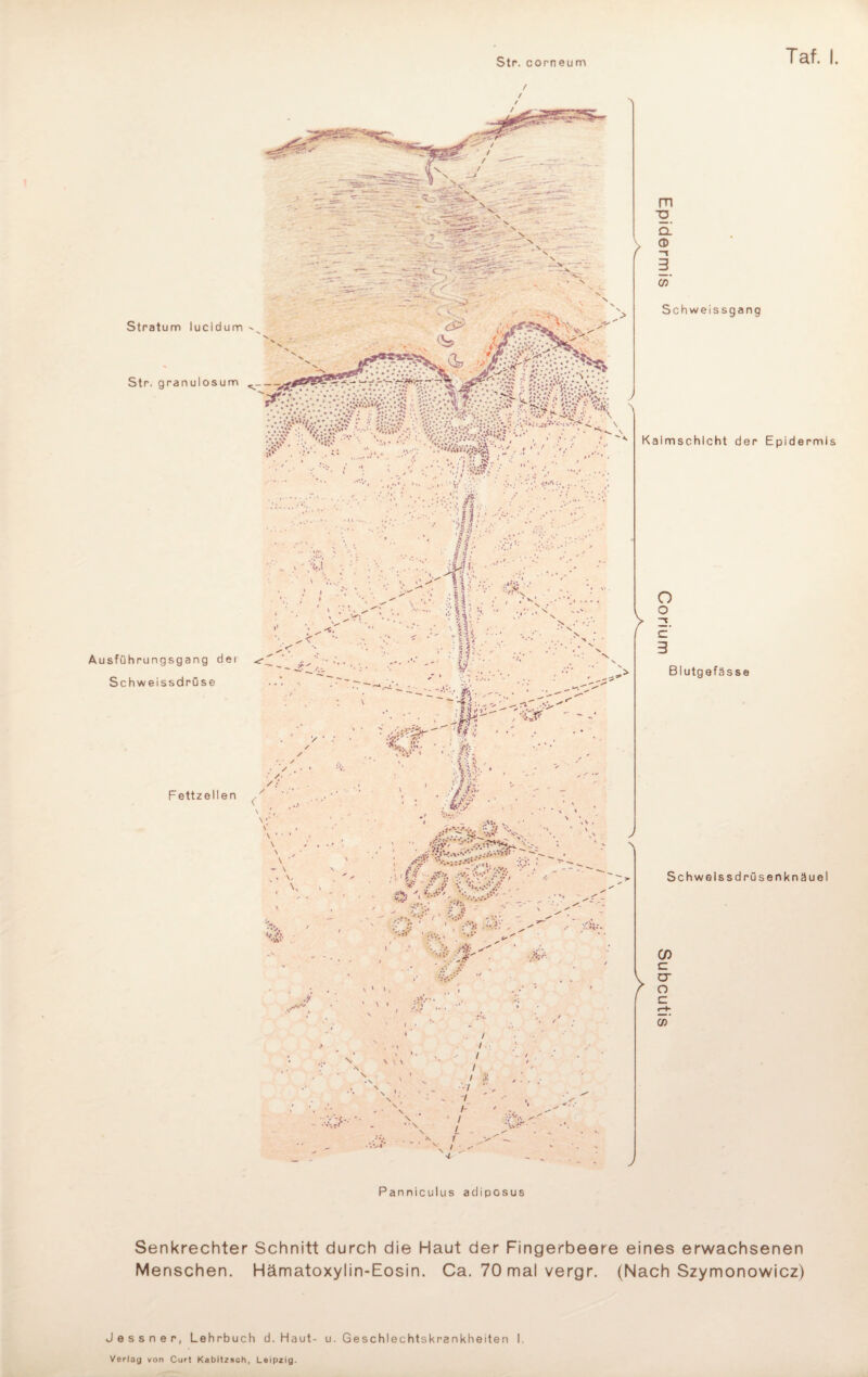 Str. corneum Taf. I Panniculus adiposus Senkrechter Schnitt durch die Haut der Fingerbeere eines erwachsenen Menschen. Hämatoxylin-Eosin. Ca. 70 mal vergr. (Nach Szymonowicz) Jessner, Lehrbuch d. Haut- u. Geschlechtskrankheiten I.