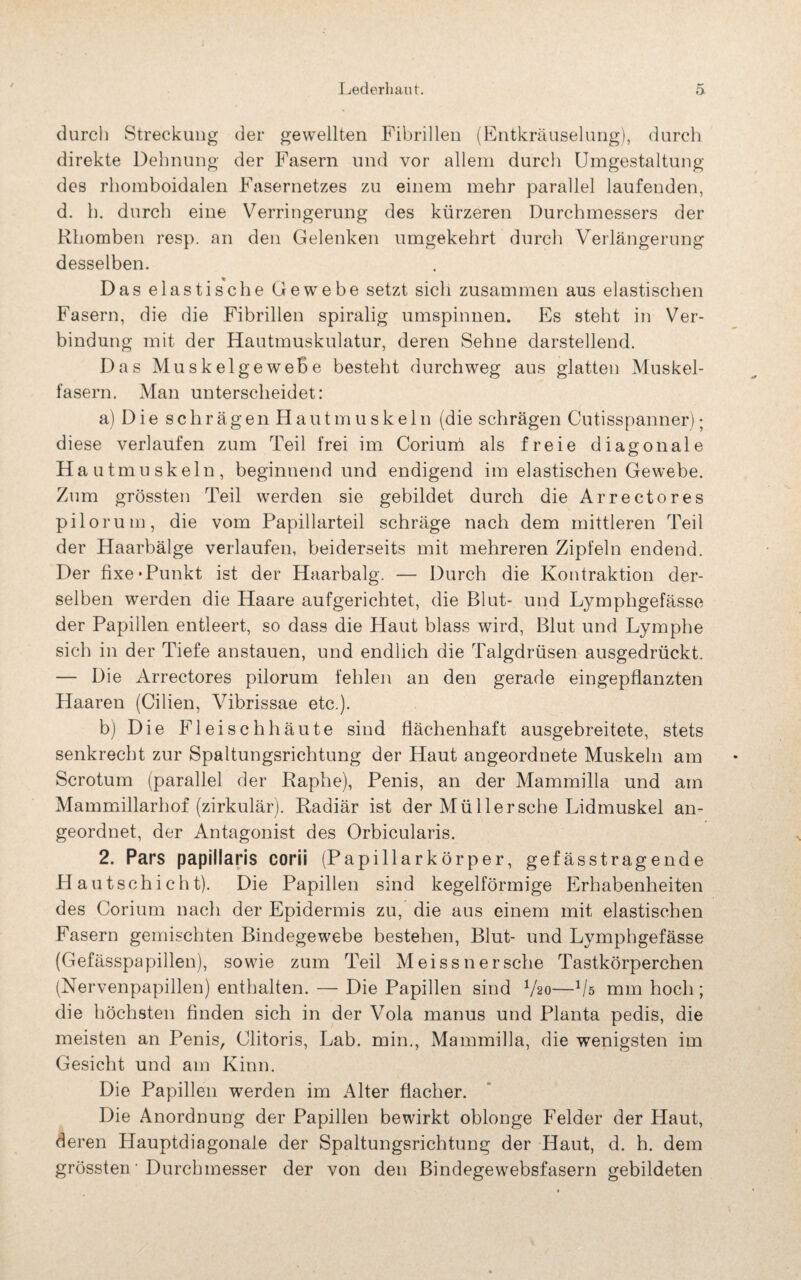 Lederhaiit. 5 durch Streckung der gewellten Fibrillen (Entkräuselung), durch direkte Dehnung der Fasern und vor allem durch Umgestaltung des rhomboidalen Fasernetzes zu einem mehr parallel laufenden, d. h. durch eine Verringerung des kürzeren Durchmessers der Rhomben resp. an den Gelenken umgekehrt durch Verlängerung desselben. Das elastische Gewebe setzt sich zusammen aus elastischen Fasern, die die Fibrillen spiralig umspinnen. Es steht in Ver¬ bindung mit der Hautmuskulatur, deren Sehne darstellend. Das Muskelgewehe besteht durchweg aus glatten Muskel¬ fasern. Man unterscheidet: a) D i e schrägenHautmuskeln (die schrägen Cutisspanner); diese verlaufen zum Teil frei im Corium als freie diagonale Haut muskeln, beginnend und endigend im elastischen Gewebe. Zum grössten Teil werden sie gebildet durch die Arrectores pilorum, die vom Papillarteil schräge nach dem mittleren Teil der Haarbälge verlaufen, beiderseits mit mehreren Zipfeln endend. Der fixe »Punkt ist der Haarbalg. — Durch die Kontraktion der¬ selben werden die Haare aufgerichtet, die Blut- und Lymphgefässe der Papillen entleert, so dass die Haut blass wird, Blut und Lymphe sich in der Tiefe anstauen, und endlich die Talgdrüsen ausgedrückt. — Die Arrectores pilorum fehlen an den gerade eingepflanzten Haaren (Cilien, Vibrissae etc.). b) Die Fleischhäute sind flächenhaft ausgebreitete, stets senkrecht zur Spaltungsrichtung der Haut angeordnete Muskeln am Scrotum (parallel der Raphe), Penis, an der Mammilla und am Mammillarhof (zirkulär). Radiär ist der Müllersehe Lidmuskel an¬ geordnet, der Antagonist des Orbicularis. 2. Pars papillaris corii (Papillarkörper, gefässtragende HautSchicht). Die Papillen sind kegelförmige Erhabenheiten des Corium nach der Epidermis zu, die aus einem mit elastischen Fasern gemischten Bindegewebe bestehen, Blut- und Lymphgefässe (Gefässpapillen), sowie zum Teil Meissnersehe Tastkörperchen (Nervenpapillen) enthalten. — Die Papillen sind V20—1/ö mm hoch ; die höchsten finden sich in der Vola manus und Planta pedis, die meisten an Penis, Clitoris, Lab. min., Mammilla, die wenigsten im Gesicht und am Kinn. Die Papillen werden im Alter flacher. Die Anordnung der Papillen bewirkt oblonge Felder der Haut, deren Hauptdiagonale der Spaltungsrichtung der Haut, d. h. dem grössten • Durchmesser der von den Bindegewebsfasern gebildeten