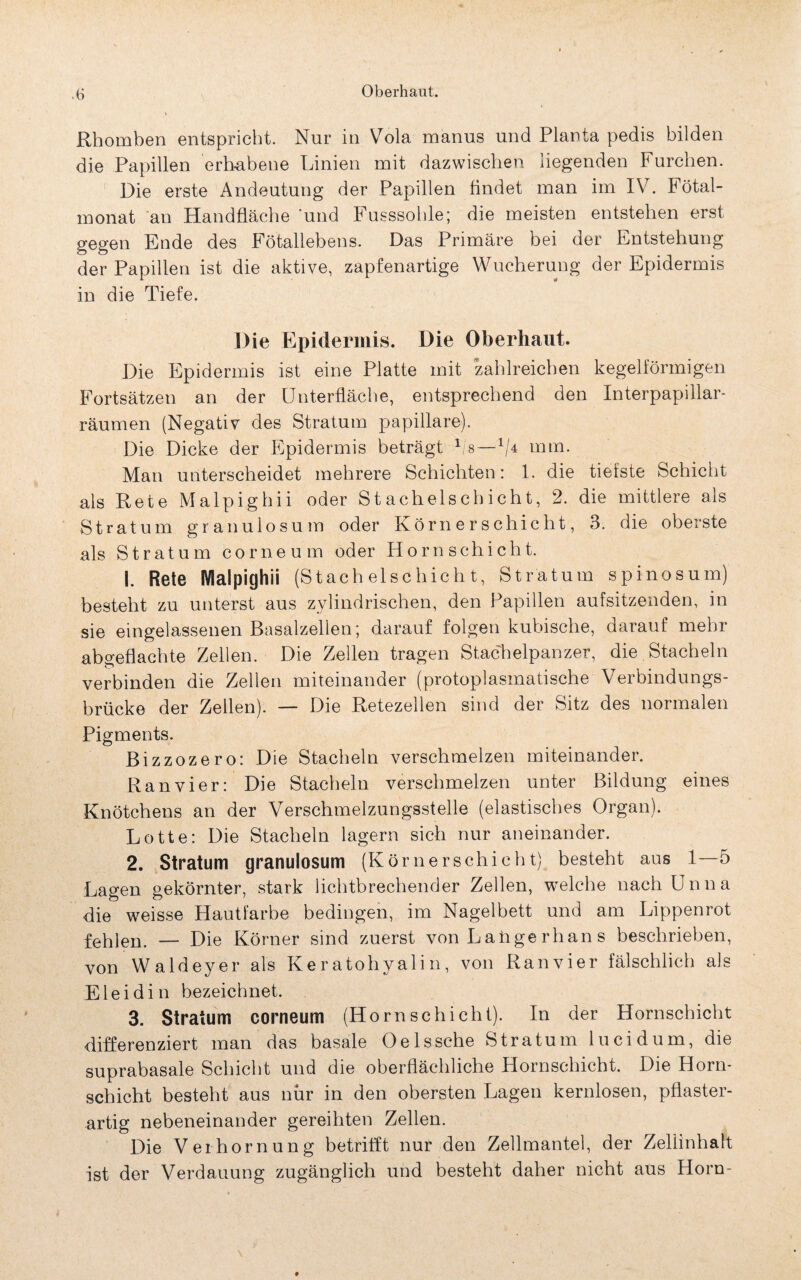 Oberhaut. Rhomben entspricht. Nur in Vola manus und Planta pedis bilden die Papillen 'erhabene Linien mit dazwischen liegenden Furchen. Die erste Andeutung der Papillen findet man im IV. Fötal¬ monat an Handfläche 'und Fusssohle; die meisten entstehen erst gegen Ende des Fötallebens. Das Primäre bei der Entstehung der Papillen ist die aktive, zapfenartige Wucherung der Epidermis in die Tiefe. Die Epidermis. Die Oberhaut. Die Epidermis ist eine Platte mit zahlreichen kegelförmigen Fortsätzen an der Unterfläche, entsprechend den Interpapillar- räumen (Negativ des Stratum papillare). Die Dicke der Epidermis beträgt 1/s—x/4 mm. Man unterscheidet mehrere Schichten: 1. die tiefste Schicht als Rete Malpighii oder Stachelschicht, 2. die mittlere als Stratum granulosum oder Körnerschicht, 3. die oberste als Stratum cor ne um oder Horn Schicht. 1. Rete Malpighii (Stachelschicht, Stratum spinosum) besteht zu unterst aus zylindrischen, den Papillen aufsitzenden, in sie eingelassenen Basalzellen; darauf folgen kubische, darauf mehr abo-eflachte Zellen. Die Zellen tragen Stachelpanzer, die Stacheln vT* . verbinden die Zellen miteinander (protoplasmatische Verbindungs¬ brücke der Zeilen). — Die Retezellen sind der Sitz des normalen Pigments. Bizzozero: Die Stacheln verschmelzen miteinander. Ran vier: Die Stacheln verschmelzen unter Bildung eines Knötchens an der Verschmelzungsstelle (elastisches Organ). Lotte: Die Stacheln lagern sich nur aneinander. 2. Stratum granulosum (Körnerschicht) besteht aus 1—5 Lagen gekörnter, stark lichtbrechender Zellen, welche nach Unna die weisse Hautfarbe bedingen, im Nagelbett und am Lippenrot fehlen. — Die Körner sind zuerst von Lange rhan s beschrieben, von Waldeyer als Ke ratohyali n, von Ranvier fälschlich als Eleidin bezeichnet. 3. Stratum corneum (Hornschiebt). In der Hornschicht differenziert man das basale Oelssche Stratum lucidum, die suprabasale Schicht und die oberflächliche Hornschicht. Die Horn¬ schicht besteht aus nur in den obersten Lagen kernlosen, pflaster¬ artig nebeneinander gereihten Zellen. Die Verhornung betrifft nur den Zellmantel, der Zellinhalt ist der Verdauung zugänglich und besteht daher nicht aus Horn-