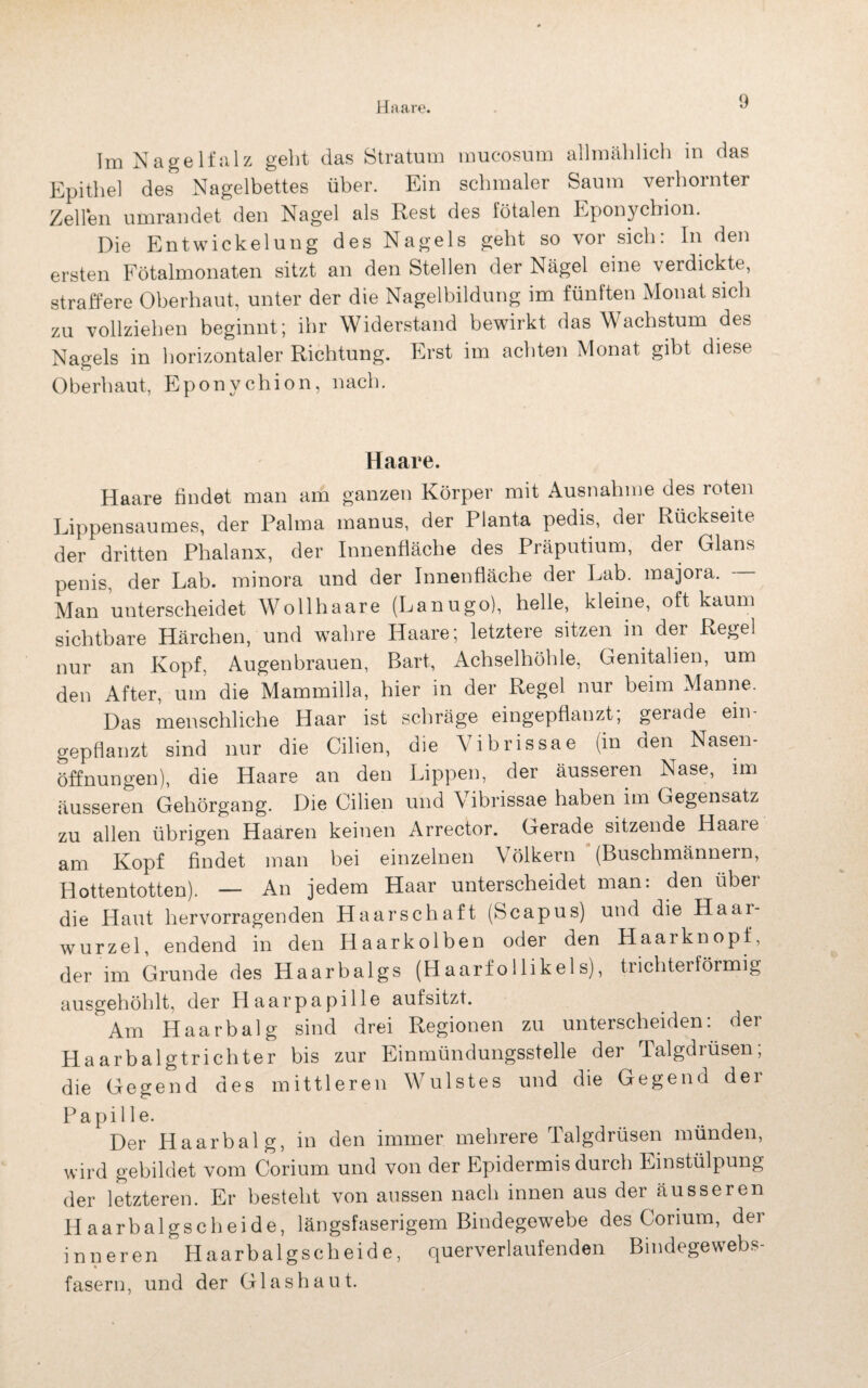 Im Nagelfalz geht das Stratum mucosum allmählich in das Epithel des Nagelbettes über. Ein schmaler Saum verhornter Zellen umrandet den Nagel als Rest des totalen Rponychion. Die Entwickelung des Nagels geht so vor sich: In den ersten Fötalmonaten sitzt an den Stellen der Nägel eine verdickte, straffere Oberhaut, unter der die Nagelbildung im fünften Monat sich zu vollziehen beginnt; ihr Widerstand bewirkt das Wachstum des Nagels in horizontaler Richtung. Erst im achten Monat gibt diese Oberhaut, Eponychion, nach. Haare. Haare findet man am ganzen Körper mit Ausnahme des roten Lippensaumes, der Palma manus, der Planta pedis, der Rückseite der dritten Phalanx, der Innenfläche des Präputium, der Glans penis, der Lab. minora und der Innenfläche der Lab. majora. — Man unterscheidet Wollhaare (Lanugo), helle, kleine, oft kaum sichtbare Härchen, und wahre Haare; letztere sitzen in der Regel nur an Kopf, Augenbrauen, Bart, Achselhöhle, Genitalien, um den After, um die Mammilla, hier in der Regel nur beim Manne. Das menschliche Haar ist schräge eingepflanzt; gerade ein¬ gepflanzt sind nur die Cilien, die Vibrissae (in den Nasen¬ öffnungen), die Haare an den Lippen, der äusseren Nase, im äusseren Gehörgang. Die Cilien und Vibrissae haben im Gegensatz zu allen übrigen Haaren keinen Arrector. Gerade sitzende Haare am Kopf findet man bei einzelnen V ölkern (Buschmännern, Hottentotten). — An jedem Haar unterscheidet man: den über die Haut hervorragenden Haarschaft (Scapus) und die Haar¬ wurzel, endend in den Haarkolben oder den Haarknopf, der im Grunde des Haarbalgs (Haarfollikels), trichterförmig ausgehöhlt, der Haarpapille aufsitzt. Aul Haarbalg sind drei Regionen zu unterscheiden, dei Haarbalgtrichter bis zur Einmündungsstelle der Talgdrüsen; die Gegend des mittleren Wulstes und die Gegend der Papille. Der Haarbalg, in den immer mehrere Talgdrüsen münden, wird gebildet vom Corium und von der Epidermis durch Einstülpung der letzteren. Er besteht von aussen nach innen aus der äusseren Haarbalgscheide, längsfaserigem Bindegewebe des Corium, der inneren Haarbalgscheide, querverlaufenden Bindegewebs- fasern, und der Glashaut.