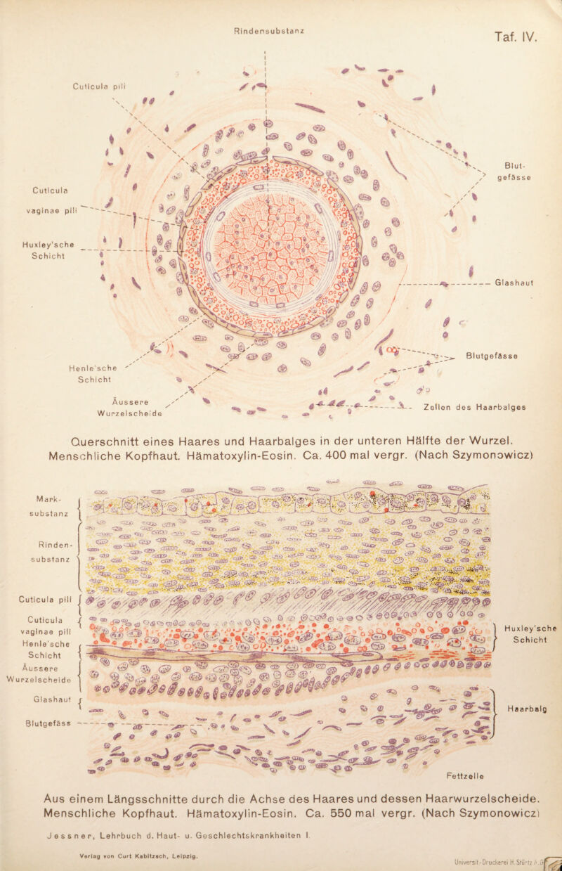 Rindensubstanz Tat. IV. i Querschnitt eines Haares und Haarbalges in der unteren Hälfte der Wurzel. Menschliche Kopfhaut. Hämatoxylin-Eosin. Ca, 400 mal vergr. (Nach Szymonowicz) Cuticula pili | Cuticula | vaglnae pili Henle'sche , Schicht { Äussere Wurz eischeid o Glashaul Blutgefäss % ^ ^ ^ f ® öS - - ,<Q) a ^ ky. \ 4» ä <d> 8® , «nt* '<£** © Qi> . e> ® ® '* ^ ßr 9 ® - Huxley'sc Schich Haarbai Fettzelle Aus einem Längsschnitte durch die Achse des Haares und dessen Haarwurzelscheide. Menschliche Kopfhaut. Hämatoxylin-Eosin. Ca. 550 mal vergr. (Nach Szymonowicz) Jessner, Lehrbuch d. Haut- u. Geschlechtskrankheiten I Umversii-Druckerei H.SHMz />.& Verlag von Curt Kabltzsch, Leipzig.