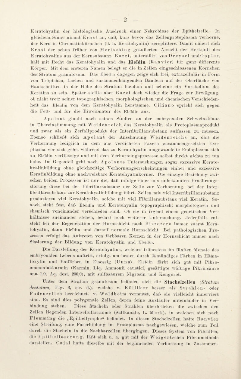 Keratohyalin der histologische Ausdruck einer Nekrobiose der Epithelzelle. In gleichem Sinne nimmt Ernst an, daß, kurz bevor das Zellenprotoplasma verhorne, der Kern in Chromatinkörnchen (d. h. Keratoliyalin) zersplittere. Damit nähert sich Ernst der schon früher von Mertsching geäußerten Ansicht der Herkunft des Keratohyalins aus der Kernsubstanz. Buzzi, unterstützt vonDreysel undOppler, hält mit Recht das Keratohyalin und das Eleidin (Ranvier) für ganz differente Körper. Mit dem ersteren Namen belegt er die in Zellen eingeschlossenen Körnchen des Stratum granulosum. Das Eieid n dagegen zeige sich frei, extrazellulär in Form von Tröpfchen, Lachen und zusammenhängenden Bändern auf der Oberfläche von Hautschnitten in der Höhe des Stratum lucidum und scheine ein Vorstadium des Keratins zu sein. Später stellte aber Buzzi doch wieder die Frage zur Erwägung, ob nicht trotz seiner topographischen, morphologischen und chemischen Verschieden¬ heit das Eleidin von dem Keratohyalin herstamme. Ciliano spricht sich gegen die Fett- und für die Eiweißnatur des Eleidin aus. Apol ant glaubt nach seinen Studien an der embryonalen Schweinsklaue in Übereinstimmung mit Weidenreich das Keratohyalin als Protoplasmaprodukt und zwar als ein Zerfallprodukt der Infcerhbrillarsubstanz auffassen zu müssen. * Ebenso schließt sich Apol ant der Anschauung Weidenreichs an, daß die Verhornung lediglich in dem aus verdicheten Fasern zusammengesetzten Exo- plasma vor sich gehe, während das zu Keratohyalin umgewandelte Endoplasma sich zu Eleidin verflüssige und mit dem Verhornungsprozesse selbst direkt nichts zu tun habe. Im Gegenteil geht nach Apolants Untersuchungen sogar exzessive Kerato- hyalinbildung ohne gleichzeitige Verhornungserscheinungen einher und exzessive Keratinbildung ohne nachweisbare Keratohyalinkörner. Die einzige Beziehung zwi¬ schen beiden Prozessen ist nur die, daß infolge einer uns unbekannten Ernährungs¬ störung diese bei der Fibrillarsubstanz der Zelle zur Verhornung, bei der Inter - fibrillarsubstanz zur Keratohyalinbildung führt. Zellen mit viel InterfibrillarSubstanz produzieren viel Keratohyalin, solche mit viel Fibrillarsubstanz viel Keratin. So¬ nach steht fest, daß Eleidin und Keratohyalin topographisch, morphologisch und chemisch voneinander verschieden sind. Ob sie in irgend einem genetischen Ver¬ hältnisse zueinander stehen, bedarf noch weiterer Untersuchung. Jedenfalls ent¬ steht bei der Regeneration der Hornschicht nach Bizzozero immer zuerst Kera¬ tohyalin, dann Eleidin und darauf normale Ilornschicht. Bei pathologischen Pro¬ zessen erfolgt das Auftreten von färbbaren Kernen in der Hornschicht immer nach Sistierung der Bildung von Keratohyalin und Eleidin. Die Darstellung des Keratohyalins, welches frühestens im fünften Monate des embryonalen Lebens auftritt, erfolgt am besten durch 24 stündiges Färben in Häma- toxylin und Entfärben in Eisessig (Unna). Eleidin färbt sich gut mit Pikro- ammoniakkarmin (Karmin, Liq. Ammonii caustici, gesättigte wäßrige Pikrinsäure ana 1,0, Aq. dest. 200,0), mit sulfosaurem Nigrosin und Kongorot. Unter dem Stratum granulosum befinden sich die Stachelzellen (Stratum dentatum, Fig. 6, str. d.), welche v. Kölliker besser als Strahlen- oder Faden zellen bezeichnet, v. Waldheim vermutet, daß sie vielleicht innerviert sind. Es sind dies polygonale Zellen, deren feine Ausläufer miteinander in Ver¬ bindung stehen. Diese Stacheln oder Strahlen überbrücken die zwischen den Zellen liegenden Interzellularräume (Saftkanäle, L. Merk), in welchen sich nach E'l emmin g die ,, Epithellymphe“ befindet. In diesen Stachelzellen hatte Ran vier eine Streifung, eine Faserbildung im Protoplasma nachgewiesen, welche zum Teil durch die Stacheln in die Nachbarzellen übergingen. Dieses System von Fibrillen, die Epithelfaserung, läßt sich u. a. gut mit der Weigert sehen Fibrinmethode darstellen. Cajal hatte dieselbe mit der beginnenden Verhornung in Zusammen-